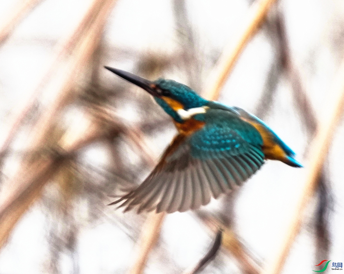015DSC00795_1_����.jpg