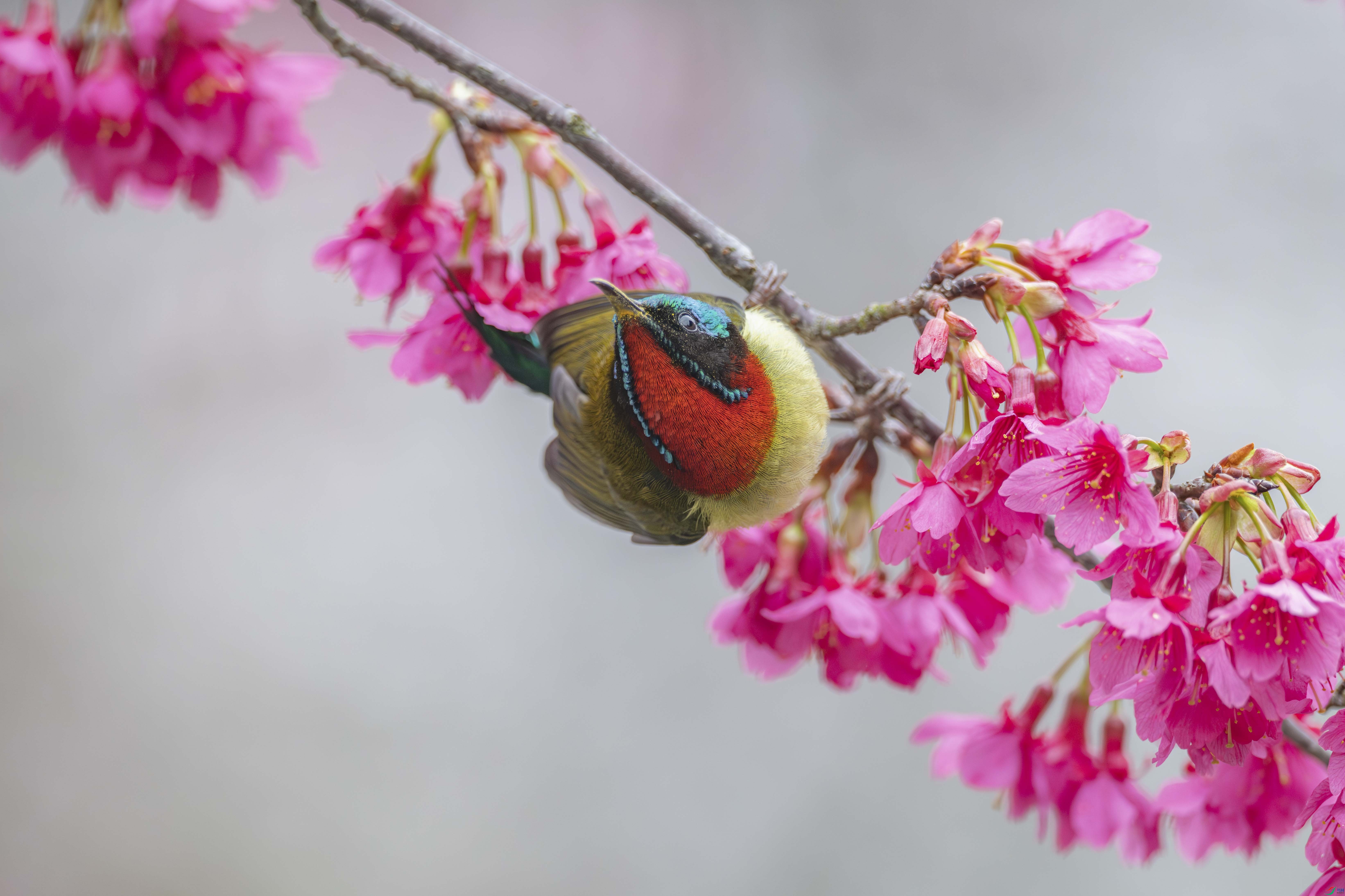 DSC_6824_1.JPG