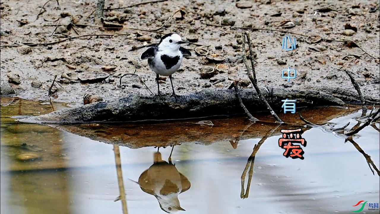 ������"��"