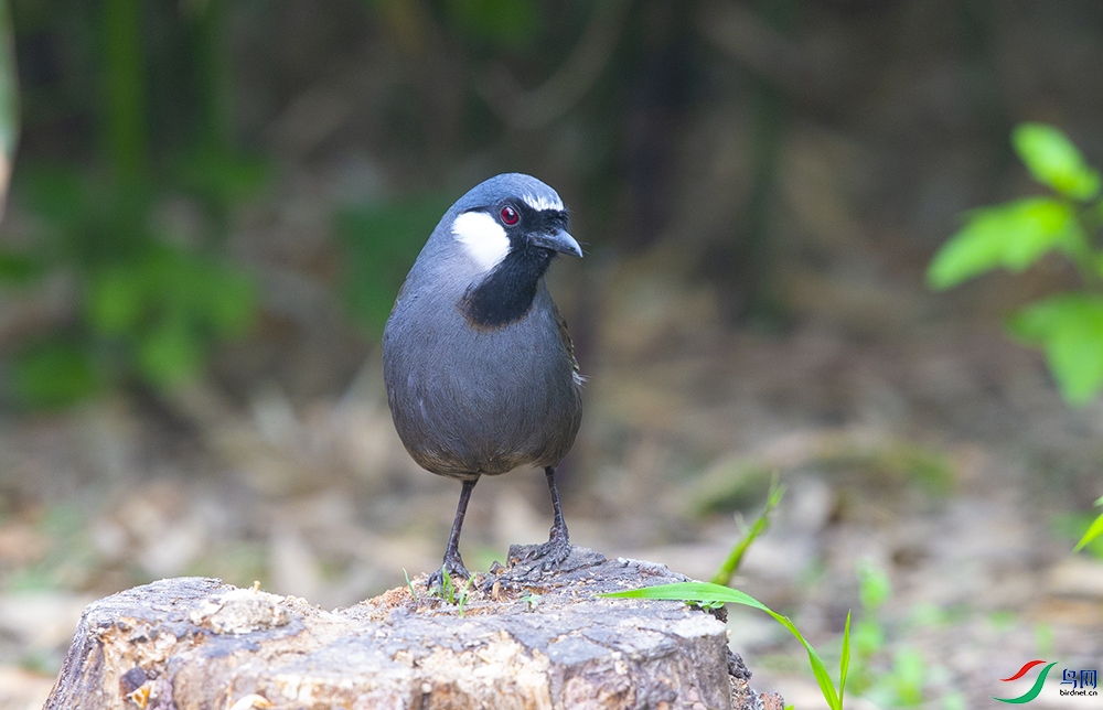 �ں����� (2).jpg