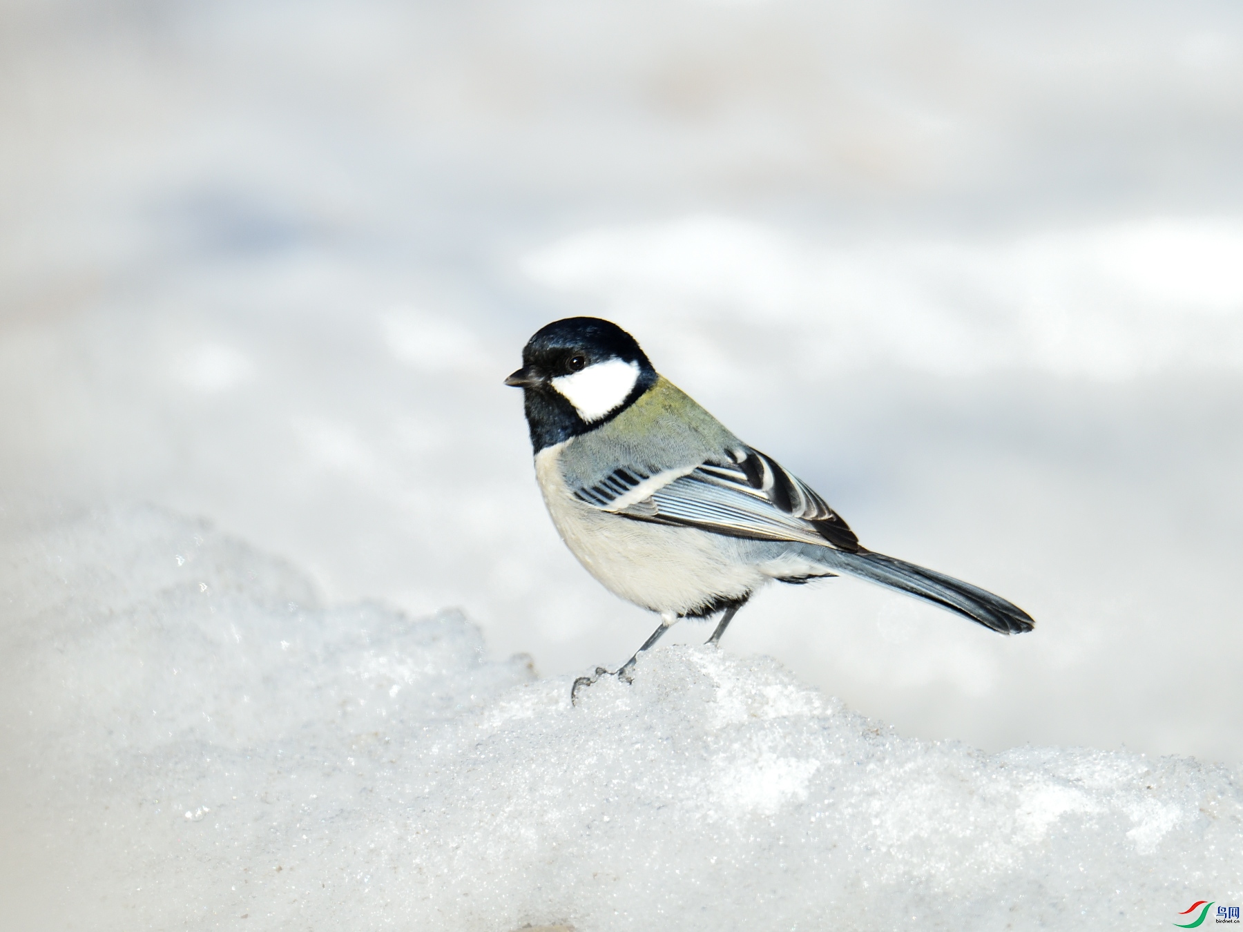 DSC_3099.JPG