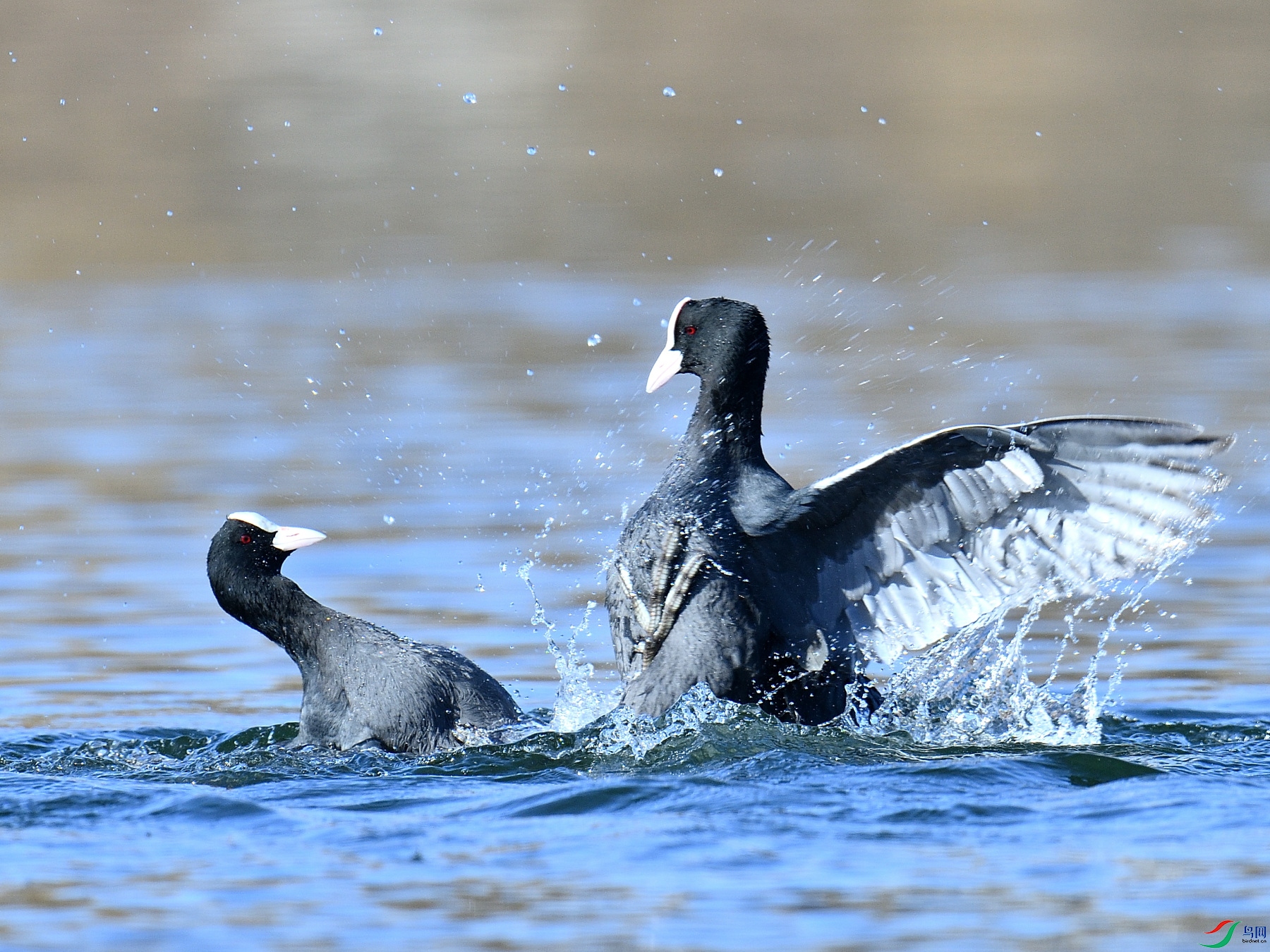 DSC_5944.JPG