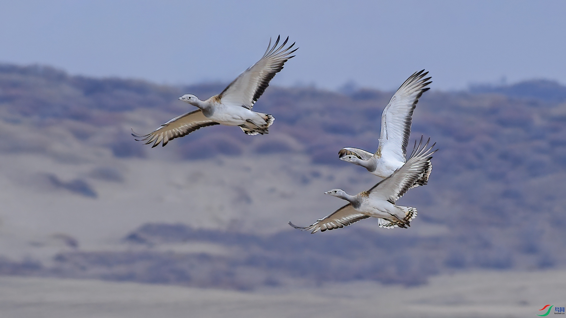 DSC_46mm86.jpg