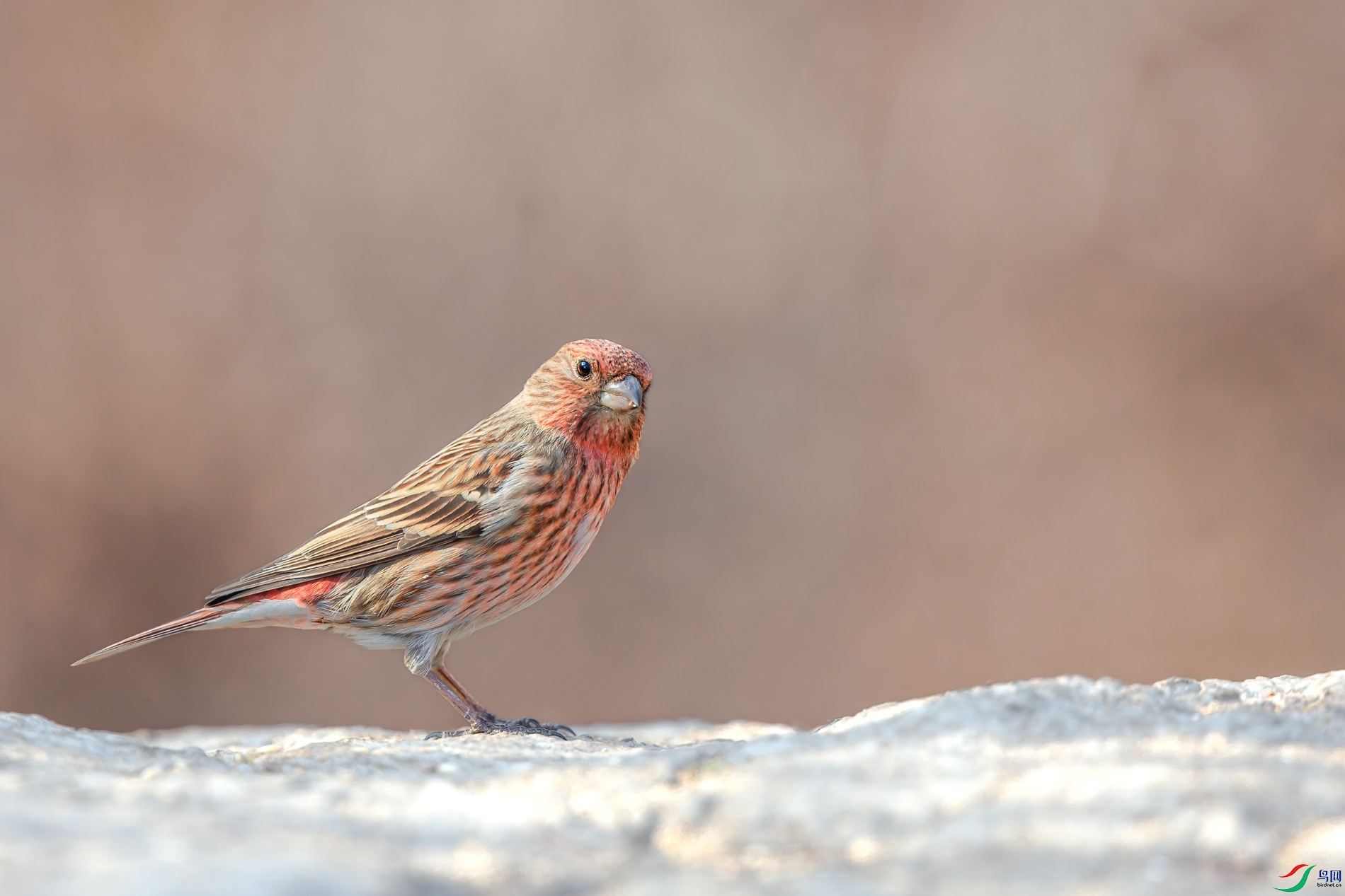 AQ4P2506-1.jpg