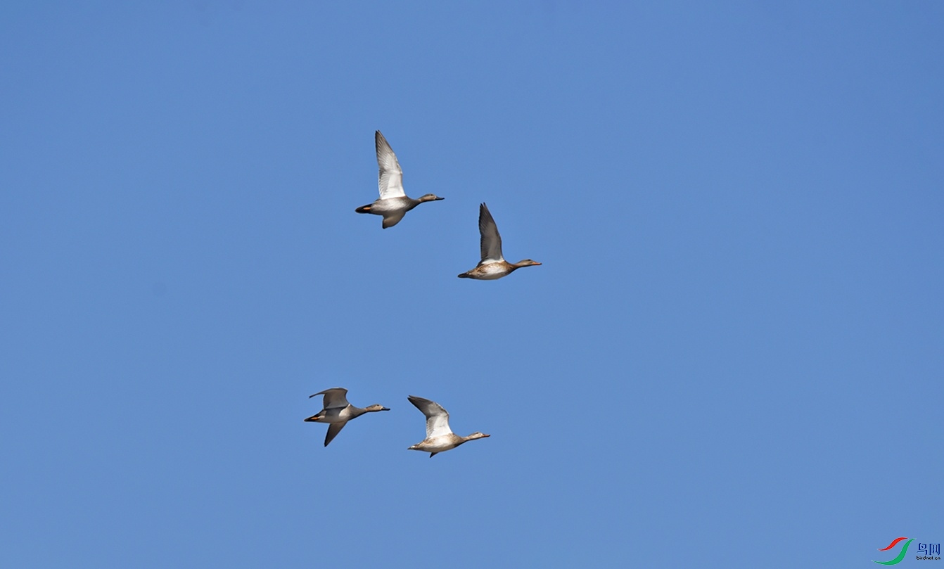DSC_4616f.jpg