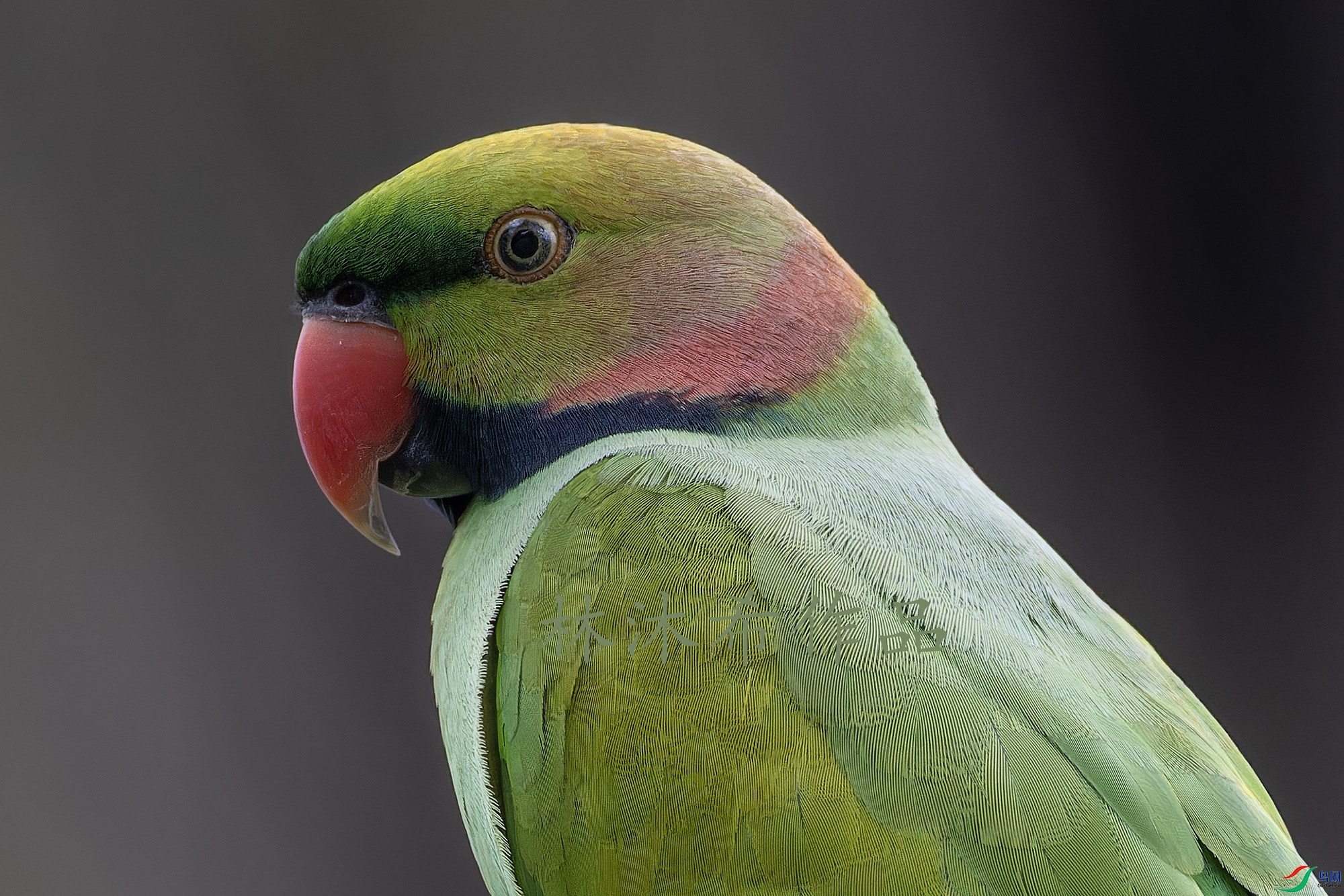 _97A9658-CR3 copy.jpg