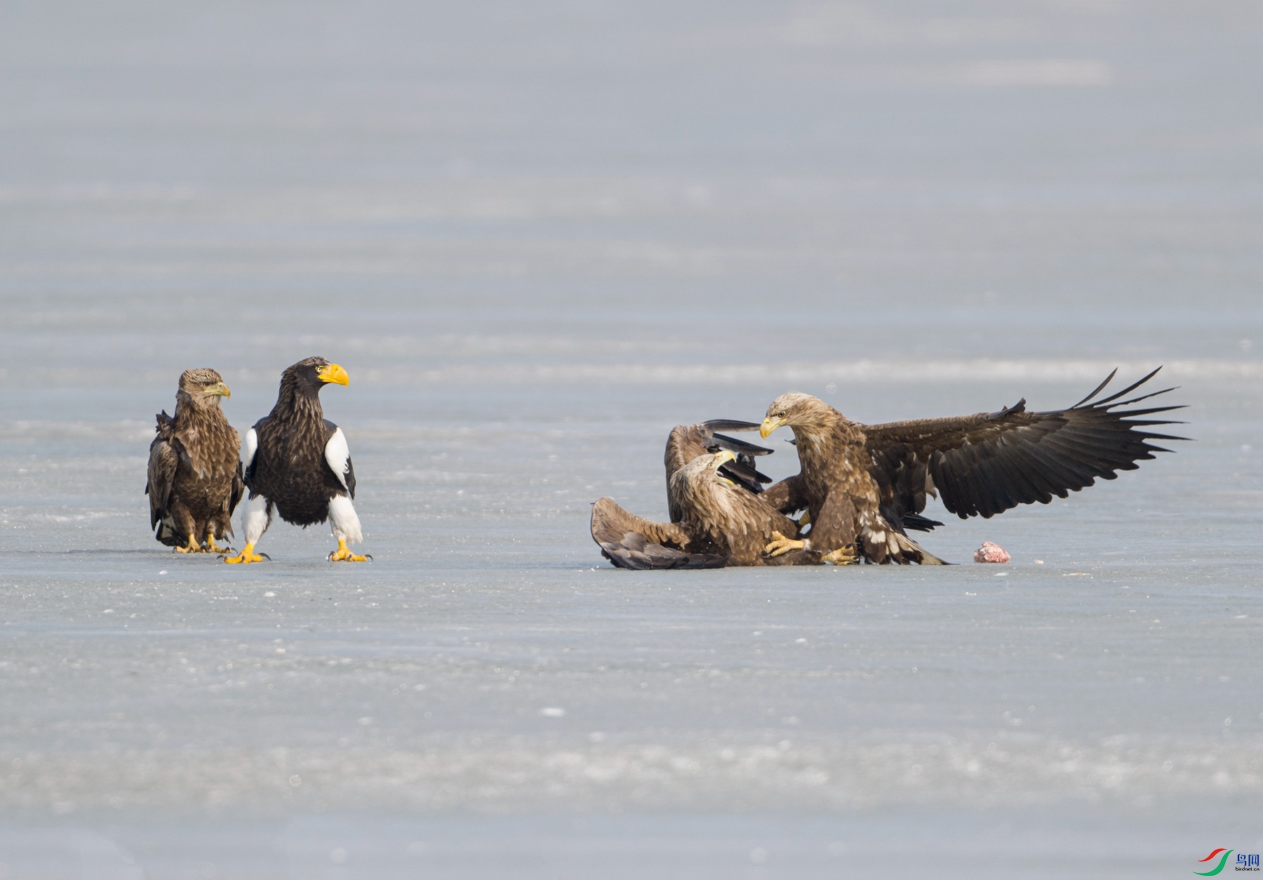 DSC_8876 ����_����.jpg