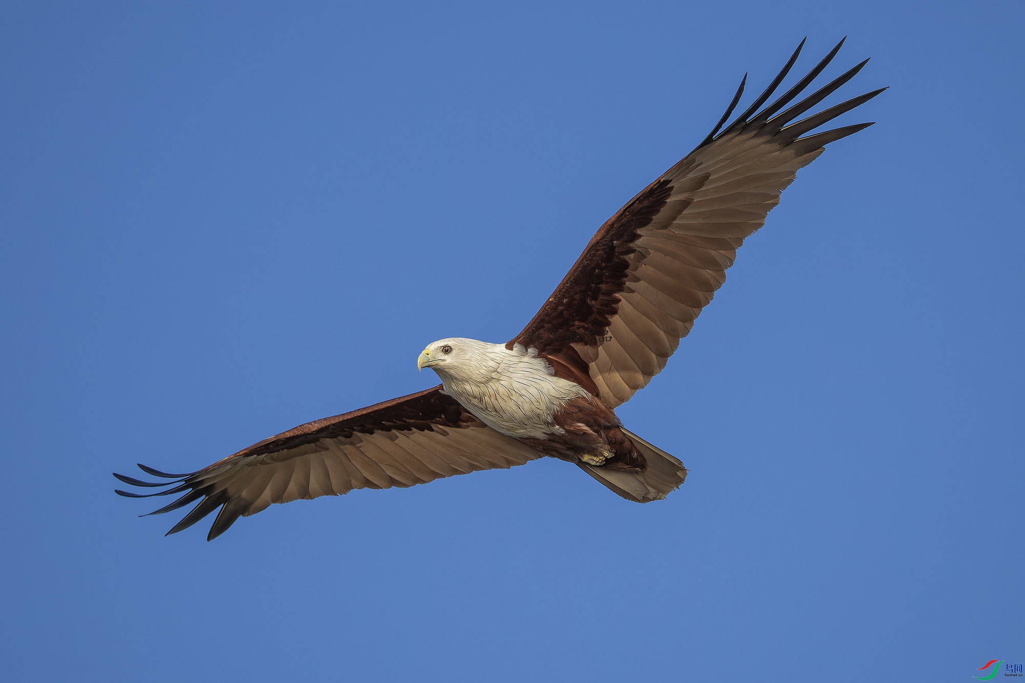 _97A9983-CR3 copy.jpg