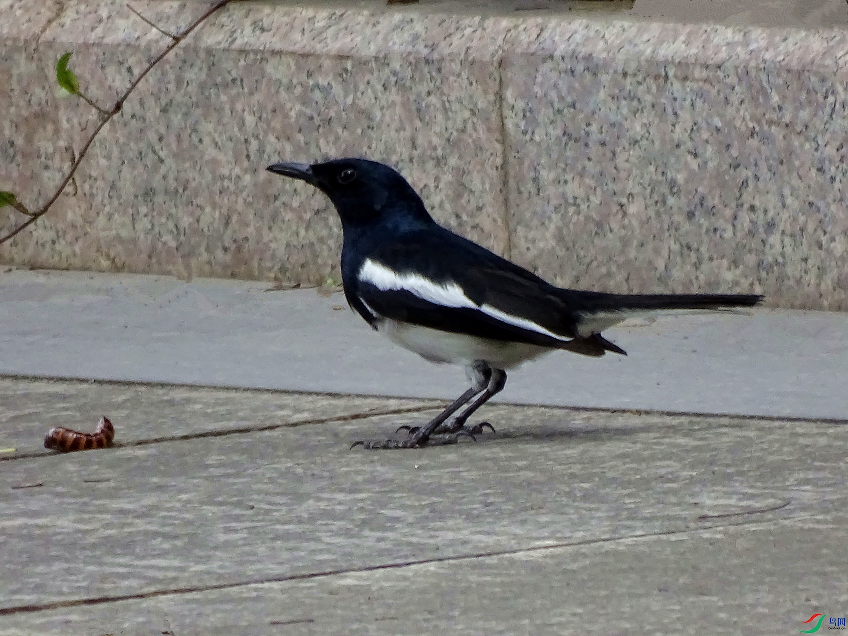 DSC05093_����.jpg