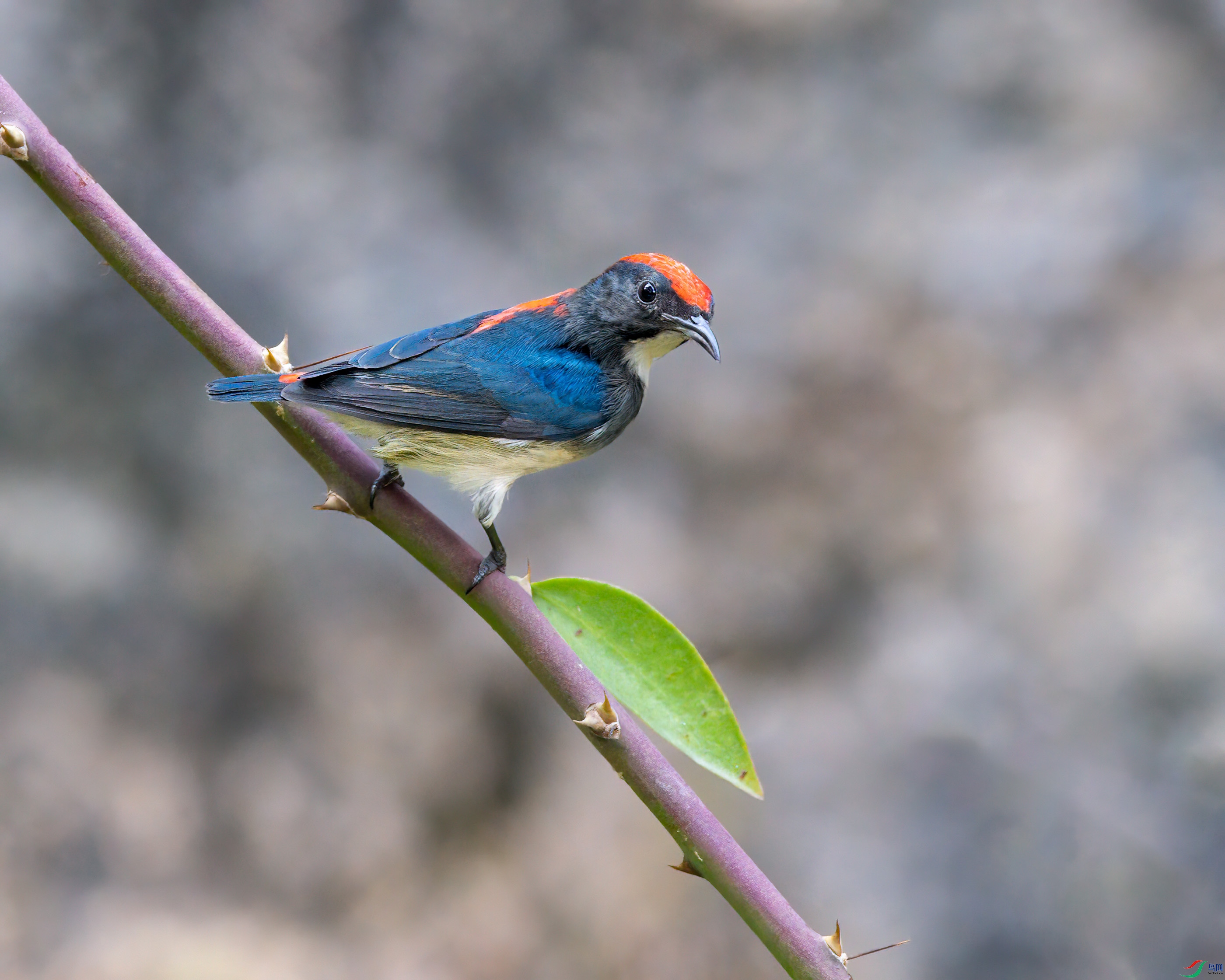 DSC_5044-1_2.jpg
