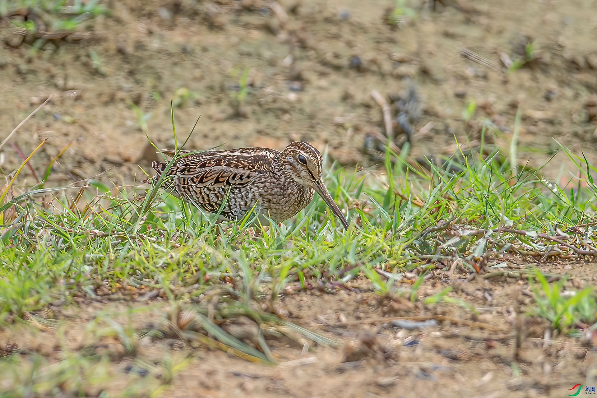 DSC_2193.jpg