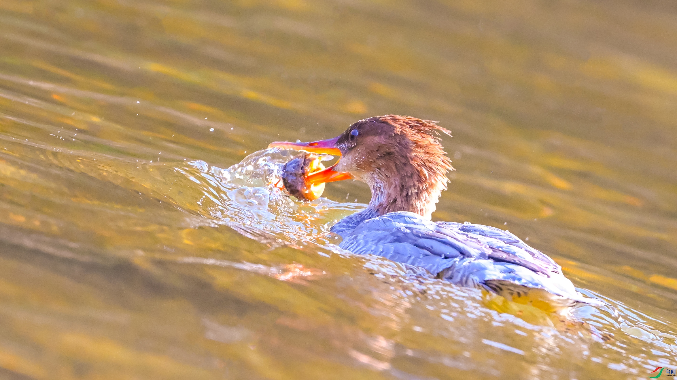 0264 ����.jpg