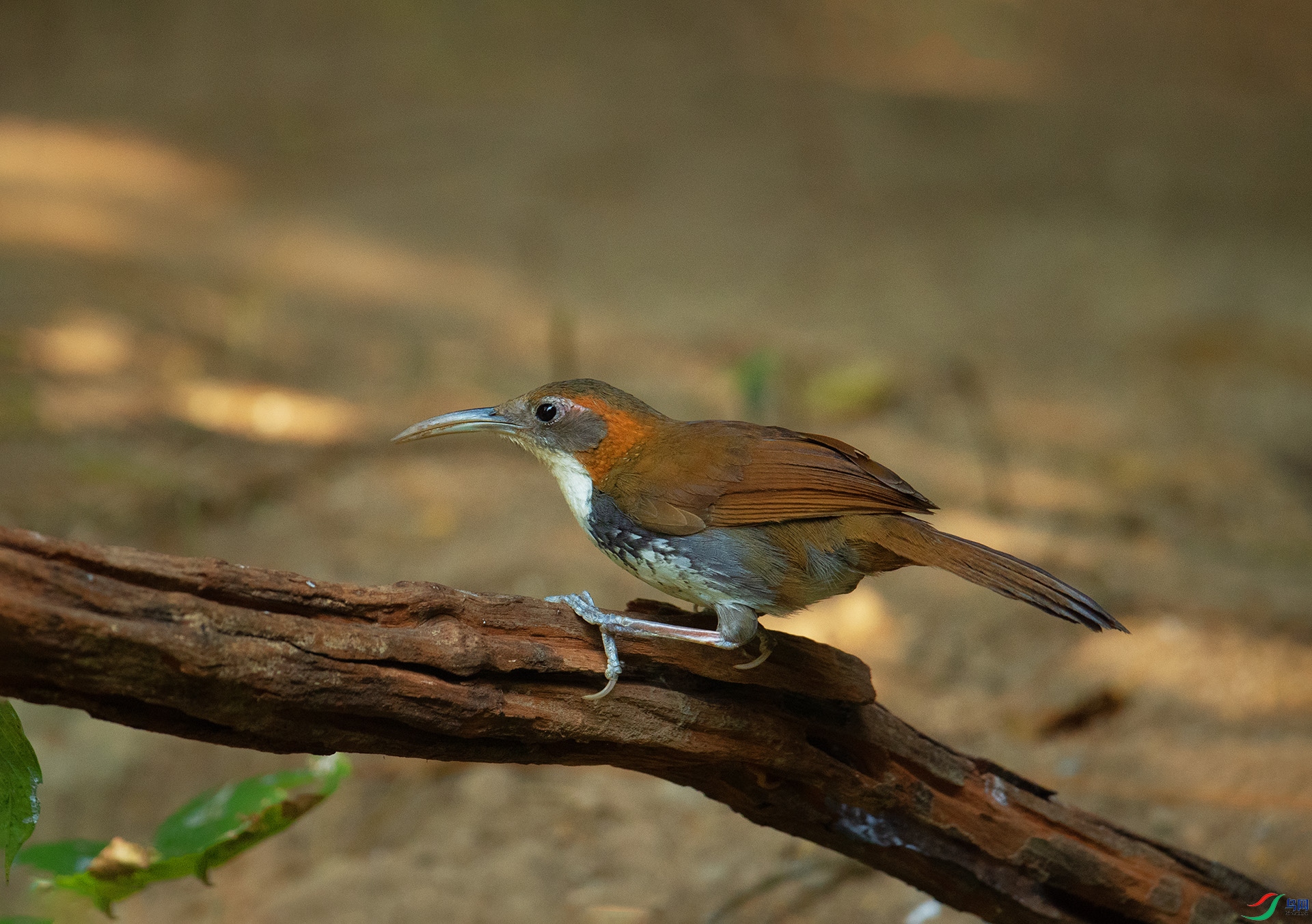 DSC_3215 -1.jpg