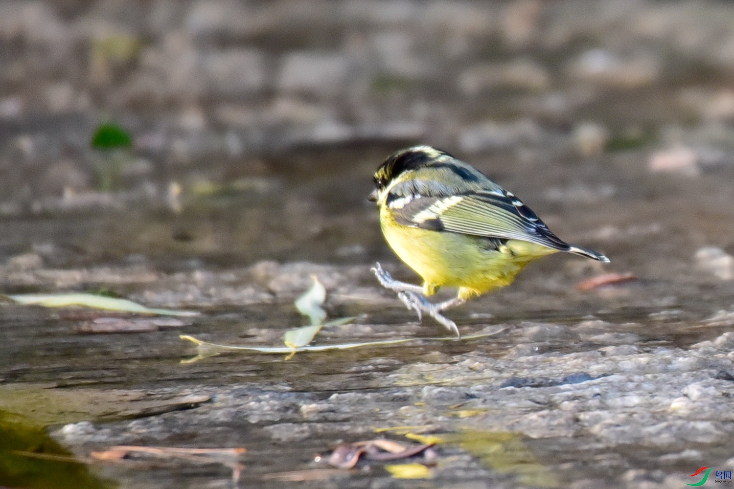 DSC_5611.JPG