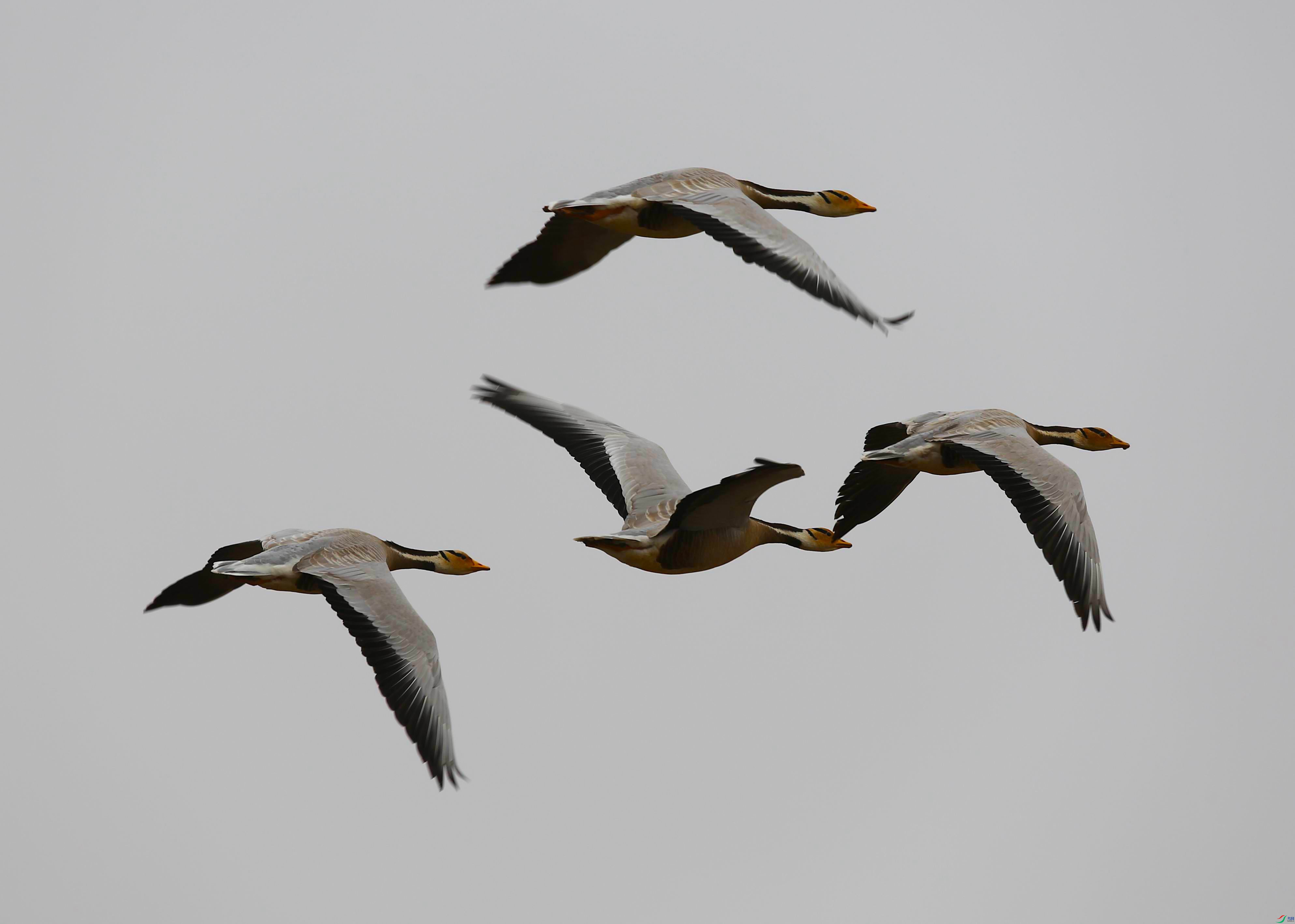 IMGL1465 (2) - ����.jpg