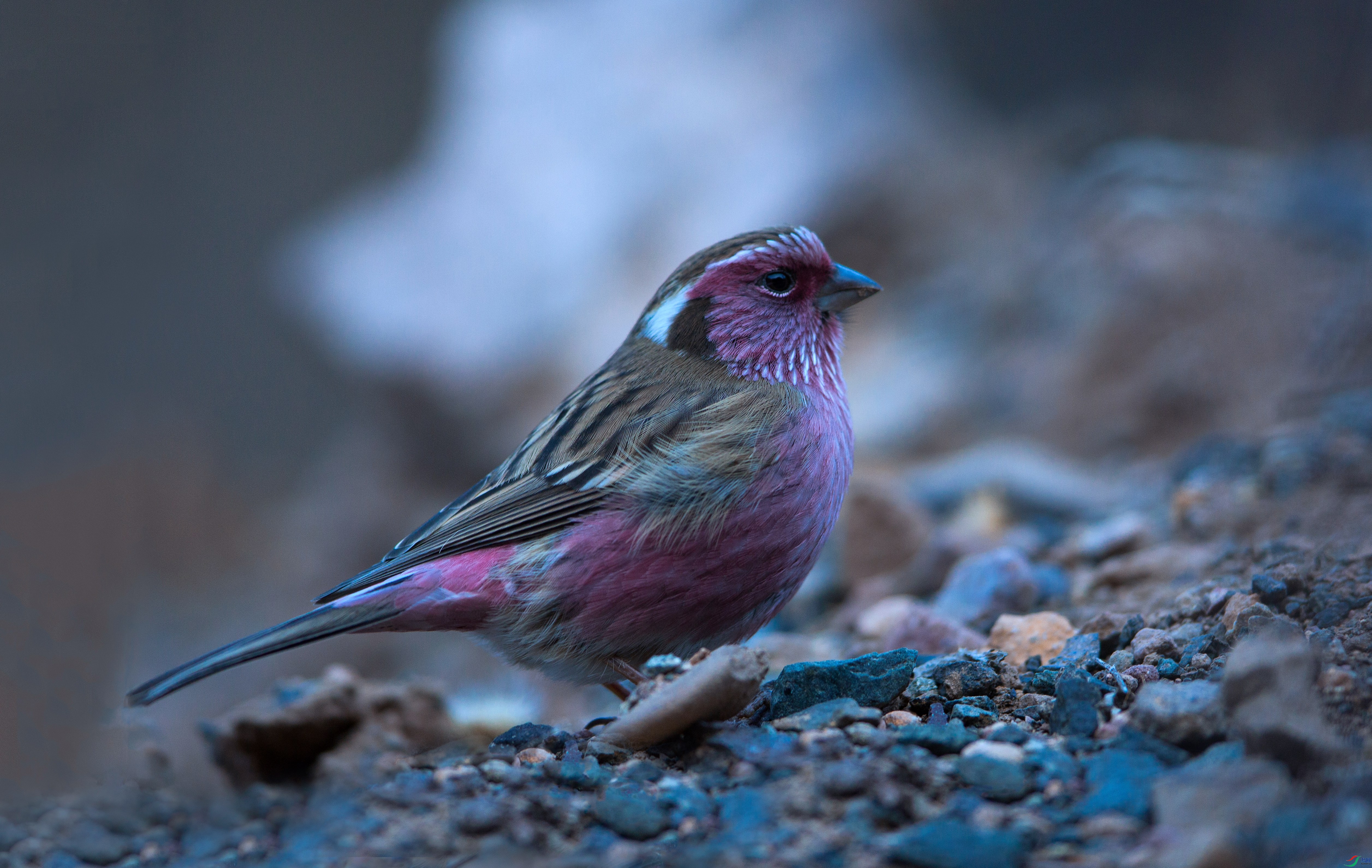 IMG_8104 ���� - ����.jpg