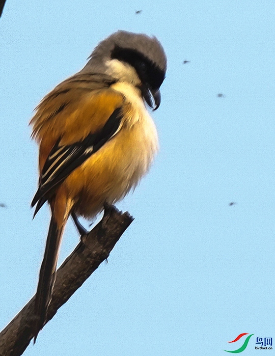 03DSC00083_1_����.jpg