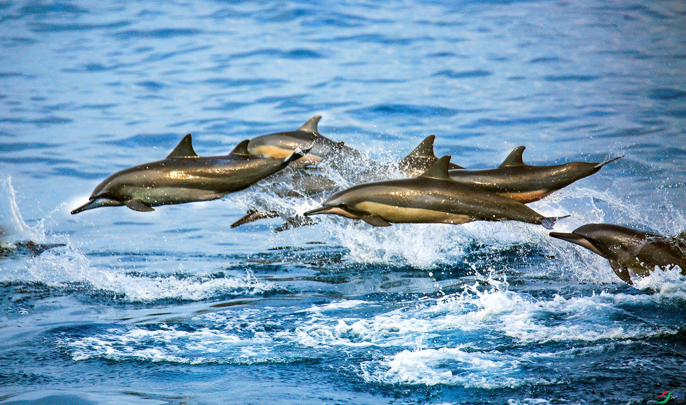 ����Ⱥ�崩Խӡ����