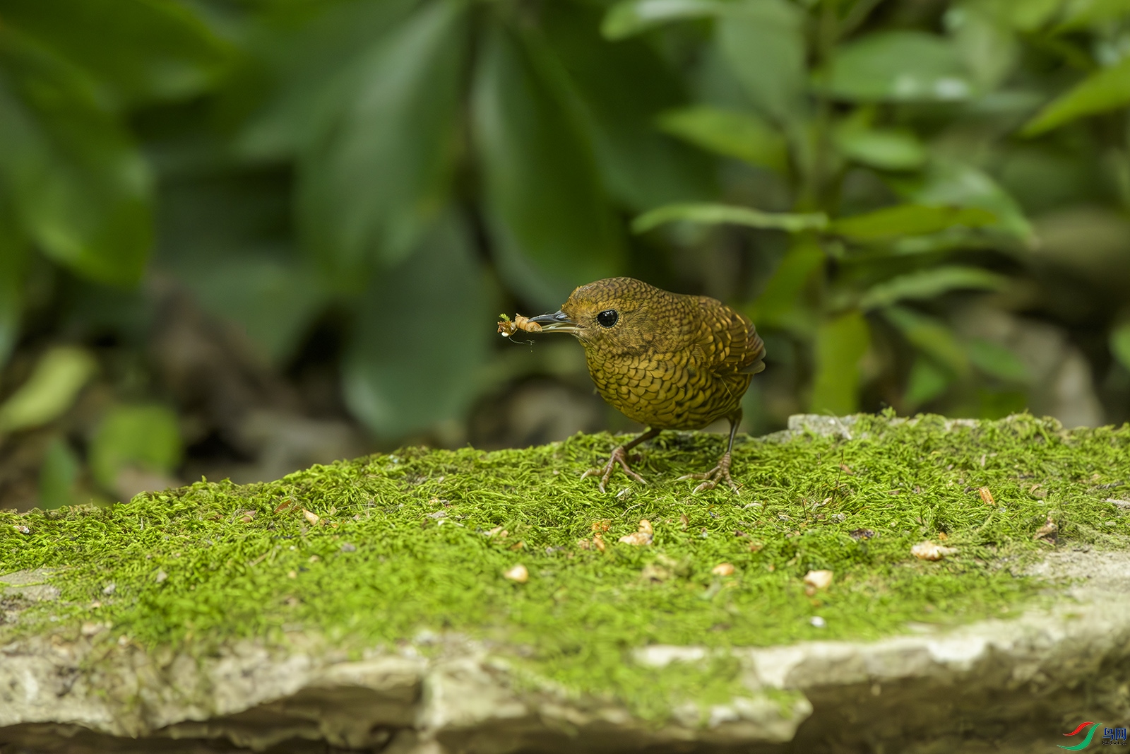 DSC_5779 0.jpg