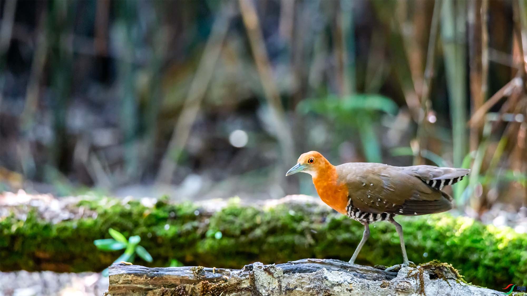 �׺�������