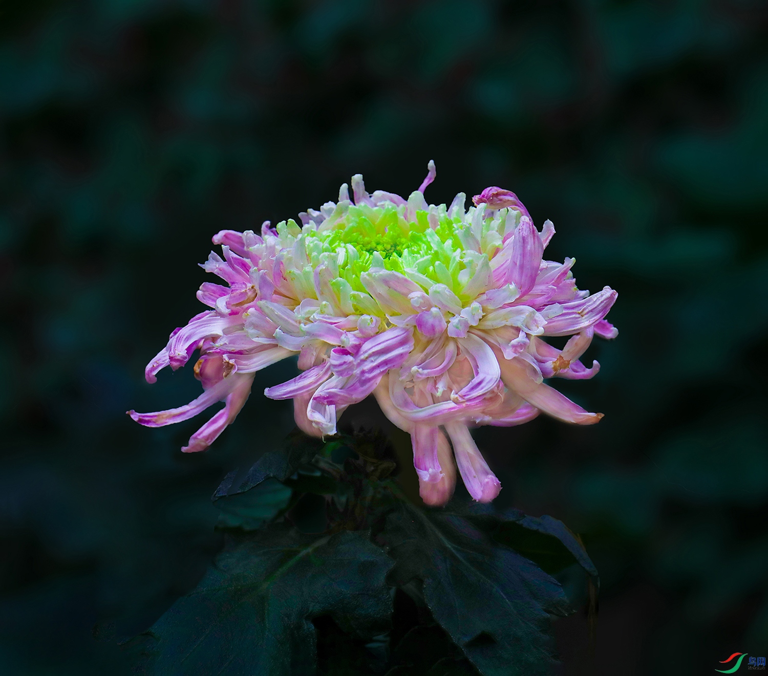 0000583A0185 ��ɫܽ�� 1000k.jpg