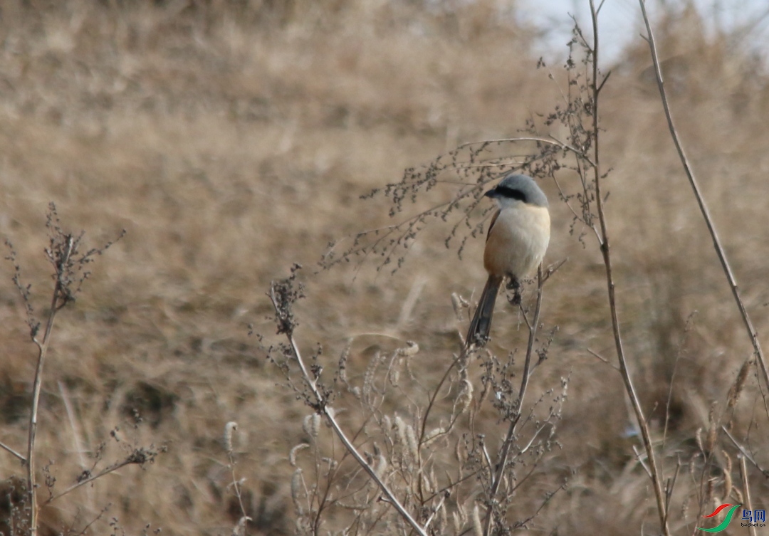 IMG_0005a.JPG