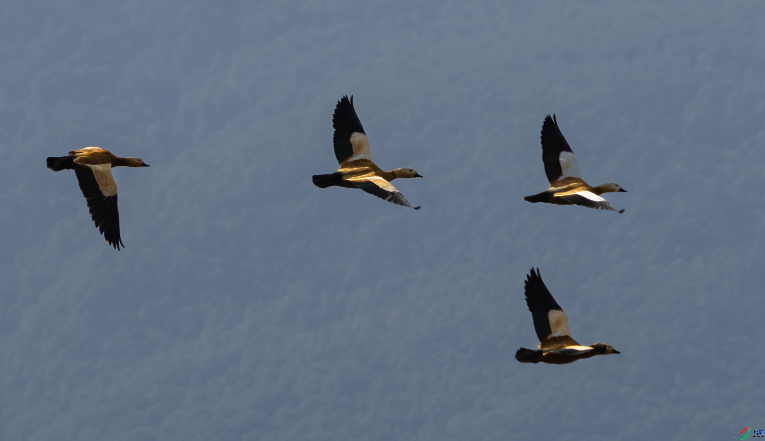 DSC04919 ����.jpg