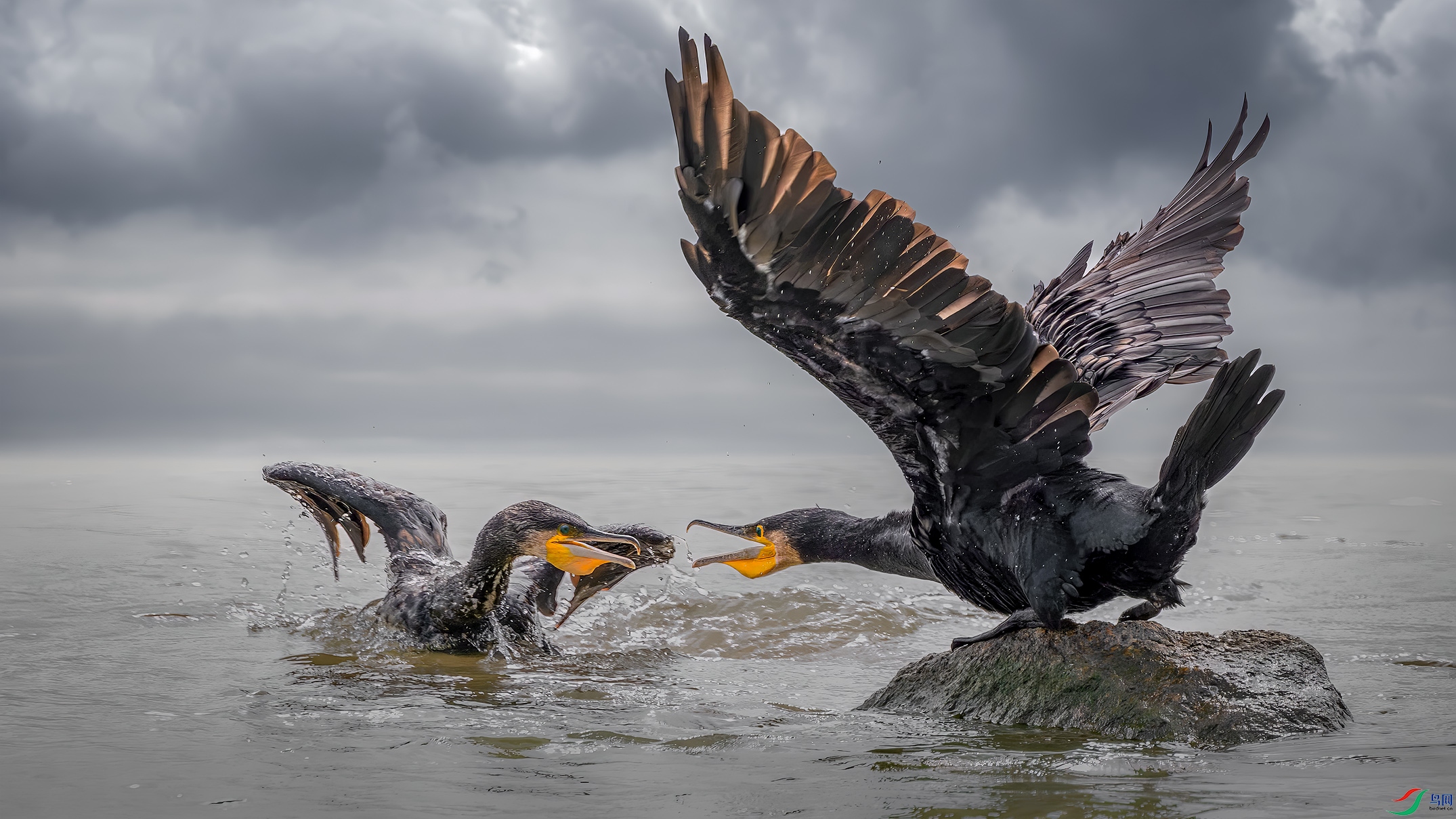 DSC_9717-����ǿ-NR ����1 ����.jpg