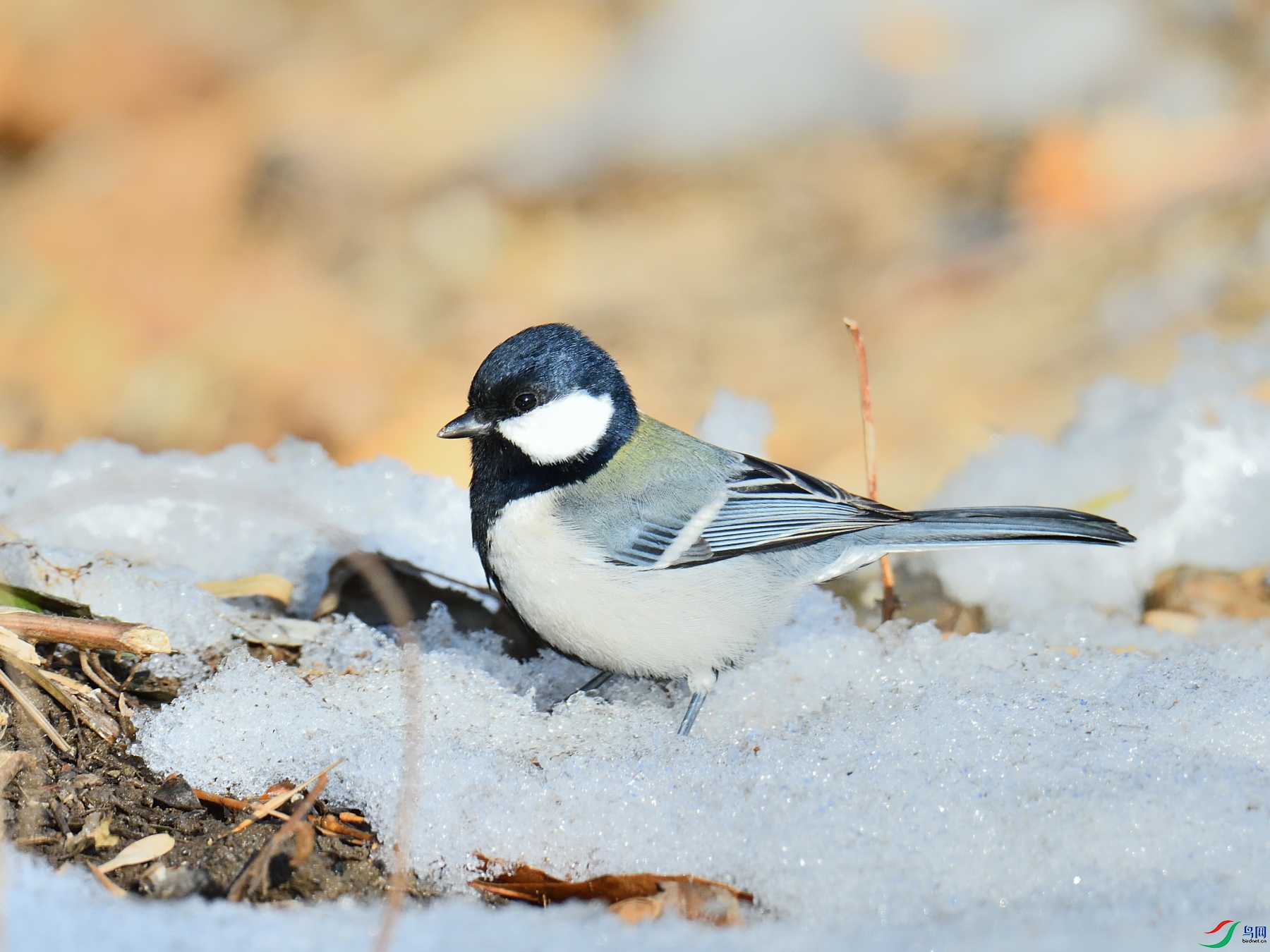 DSC_3083.JPG