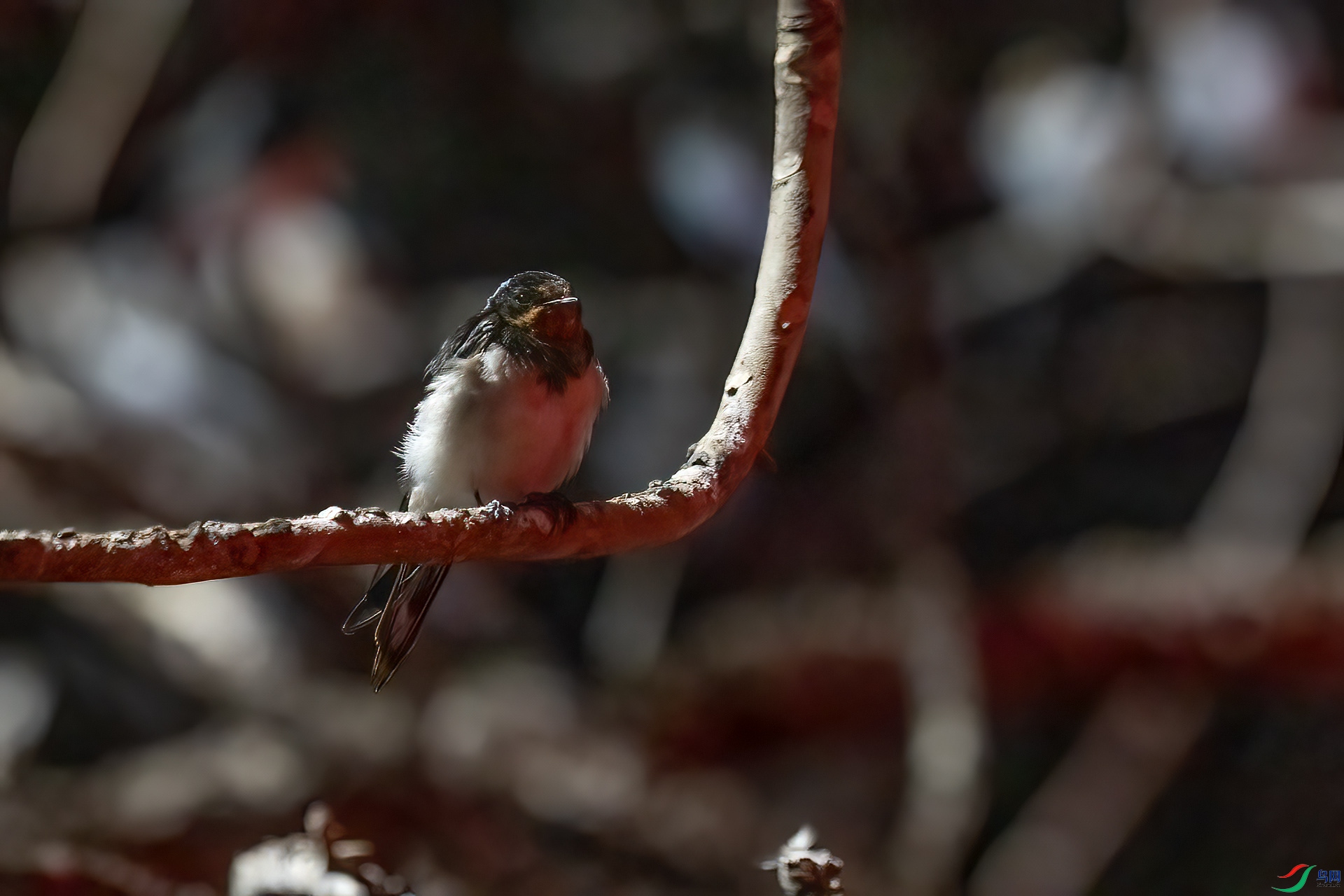 DSC_0946.jpg