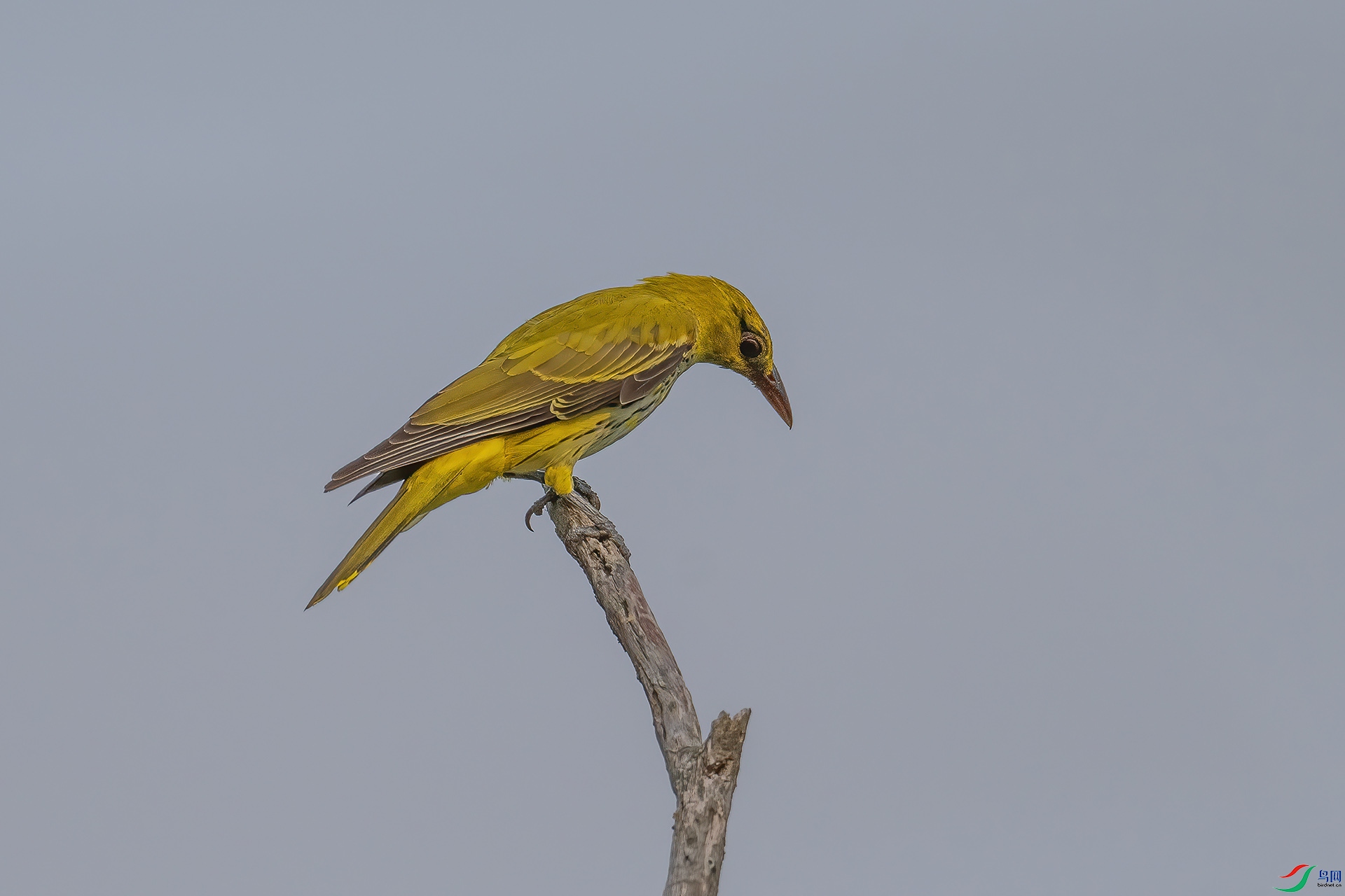 DSC_1046.jpg