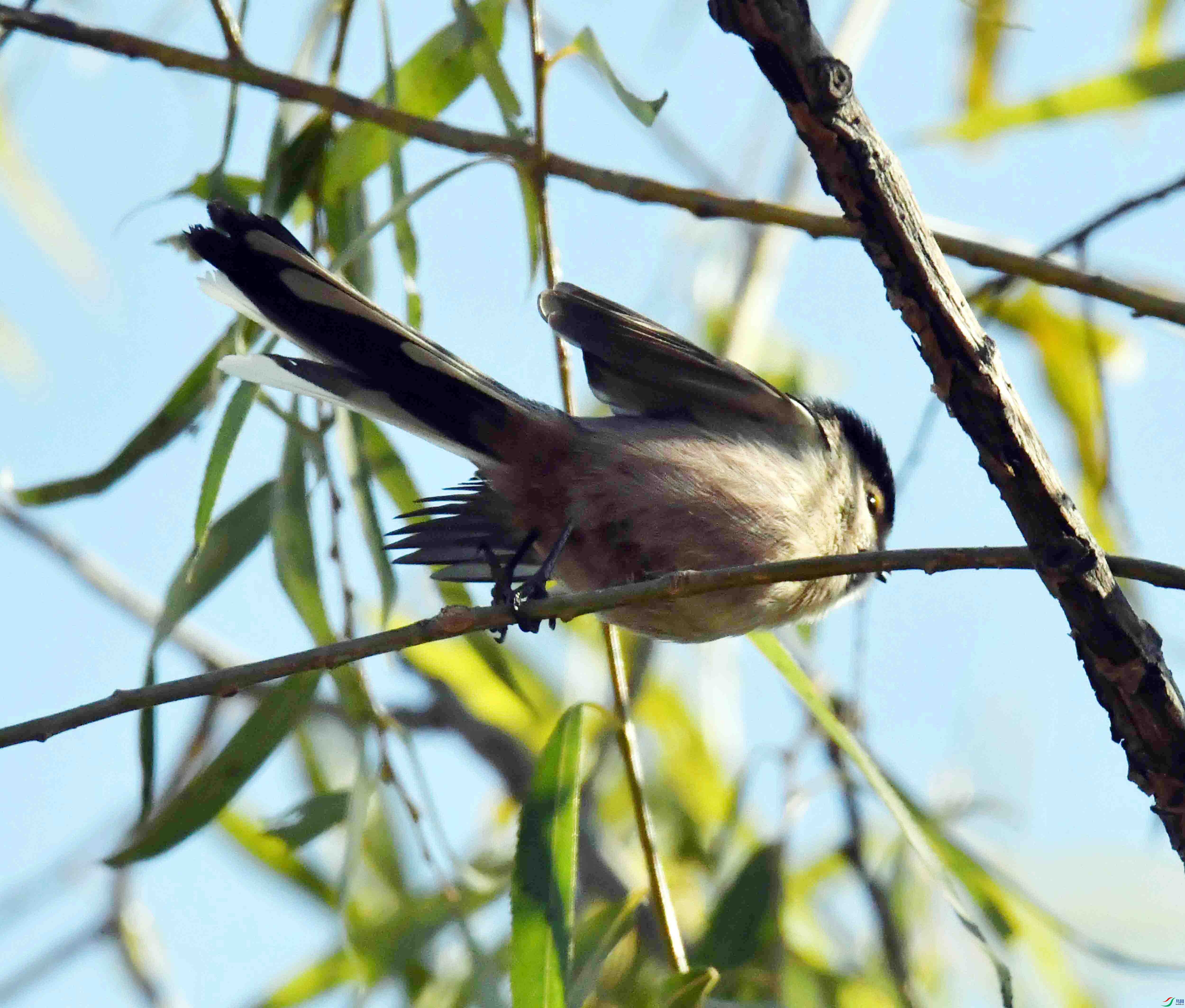 DSC_1068.JPG