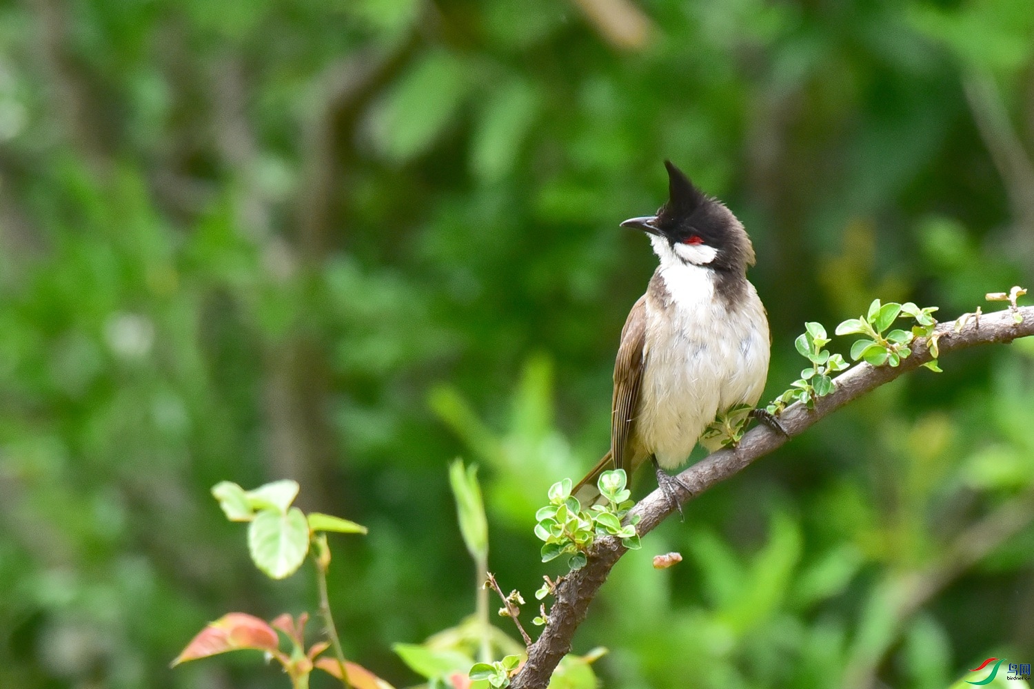 DSC_2638.JPG