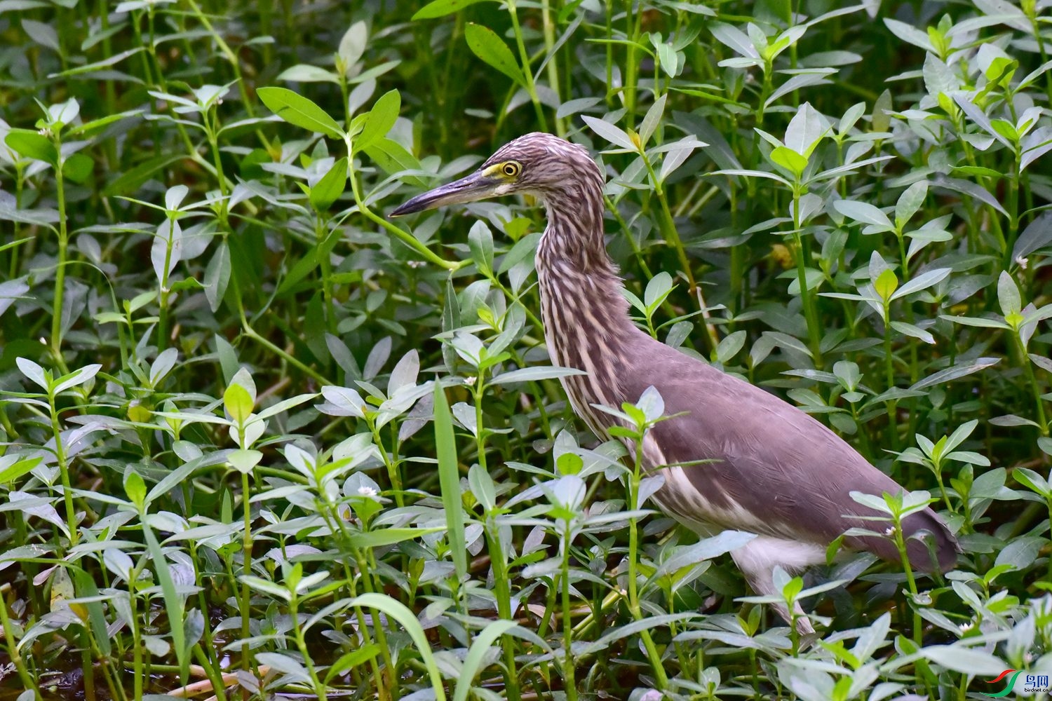 DSC_1117.JPG