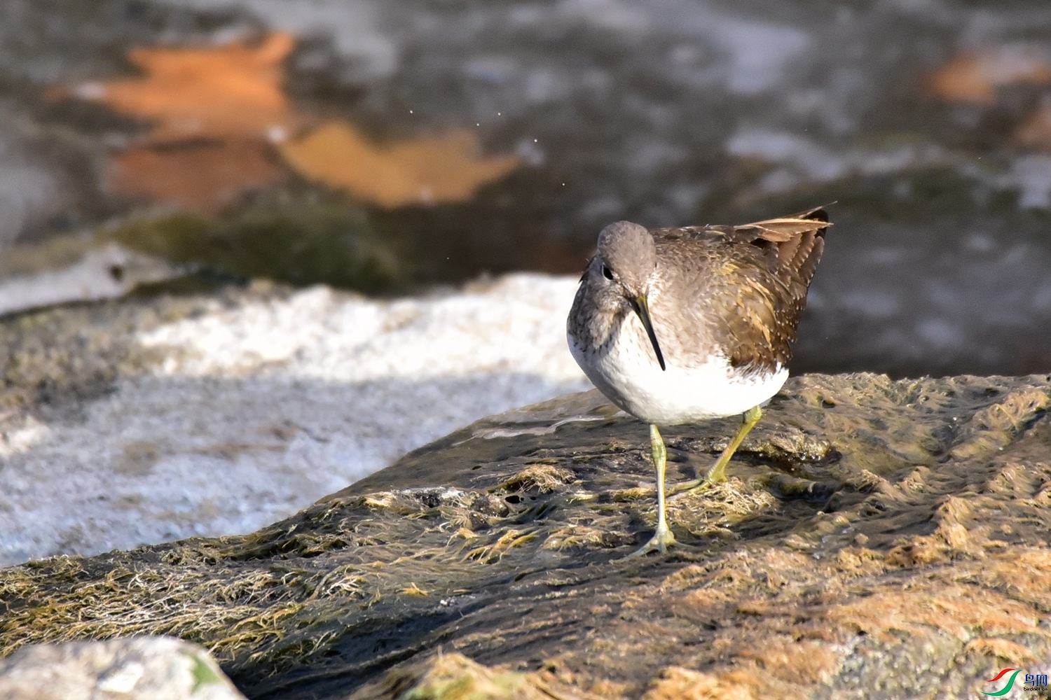 DSC_4540.JPG