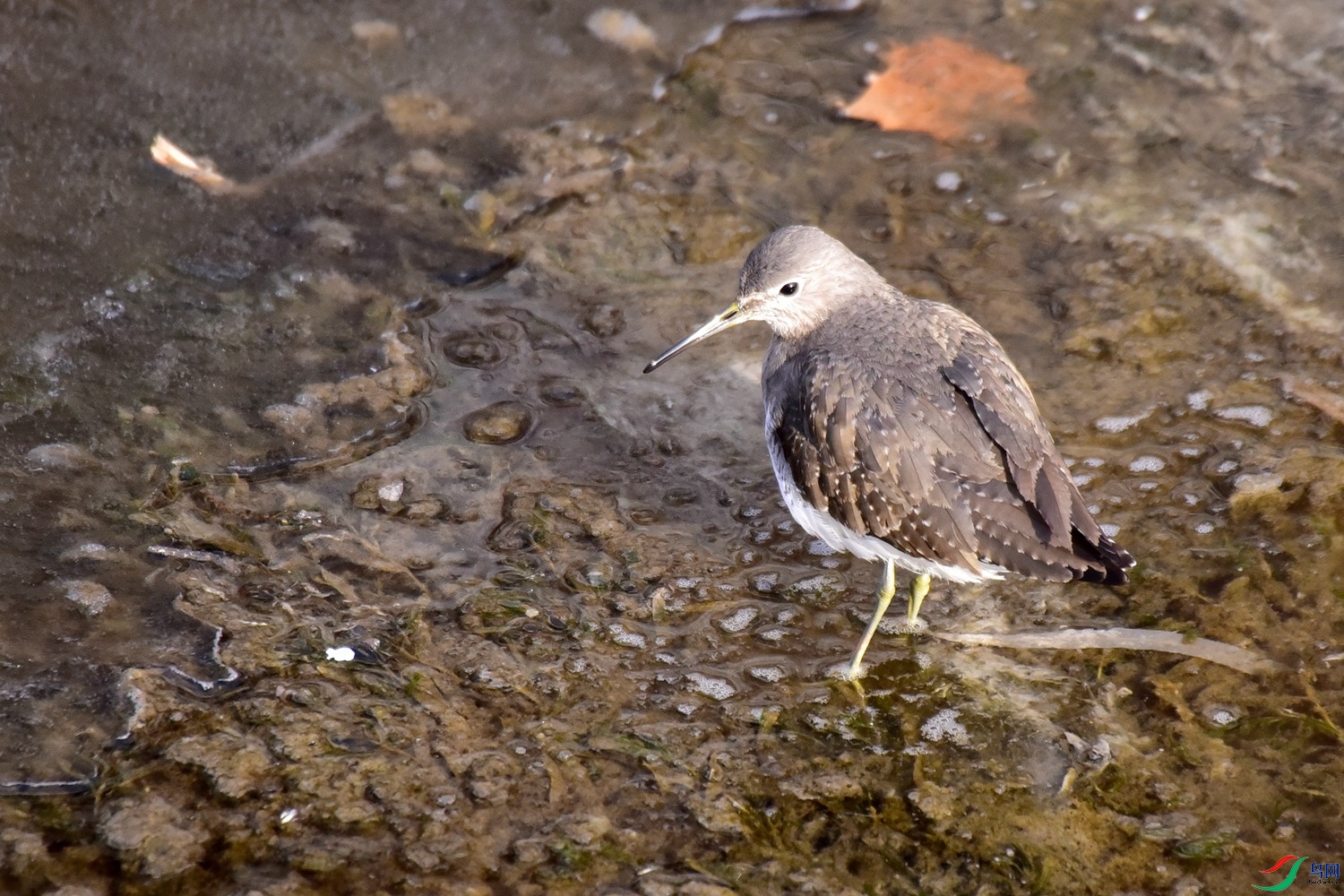 DSC_4565.JPG