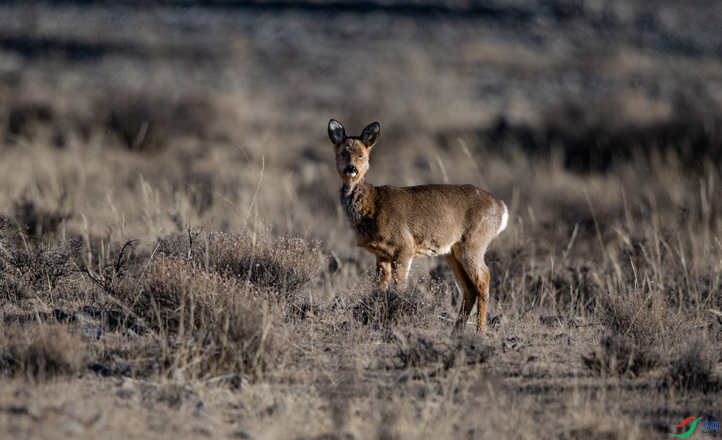 _DSC8086.jpg