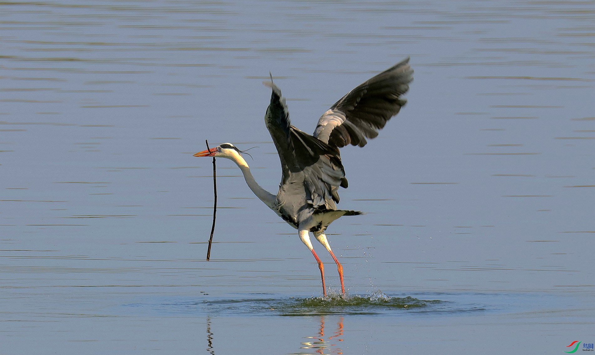 ���̵�һ����֦