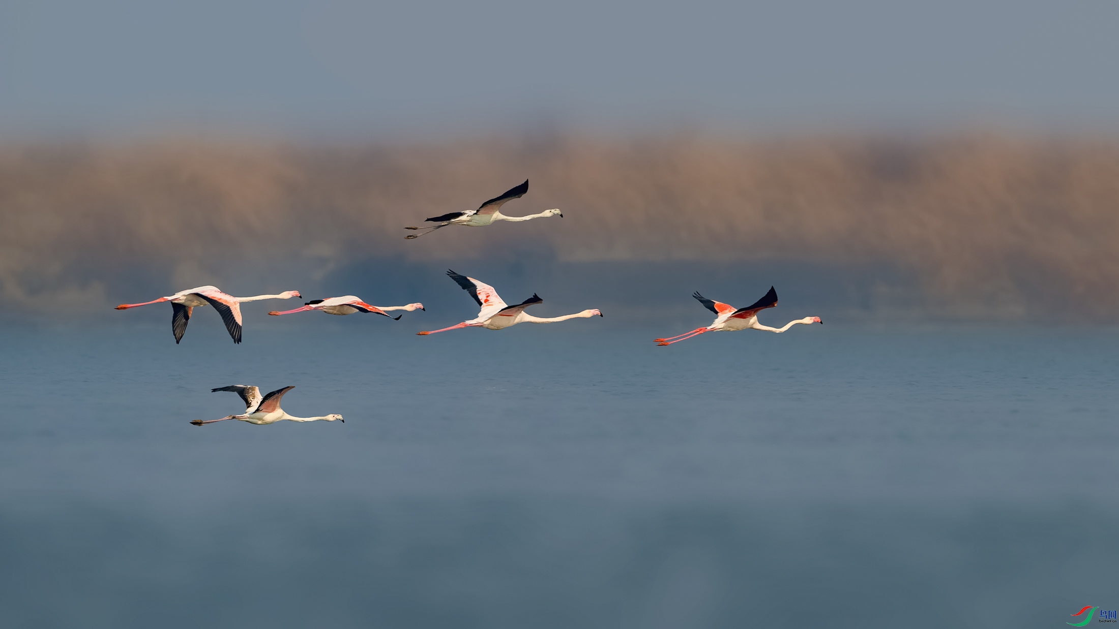 _DSC6178-2 ����.jpg