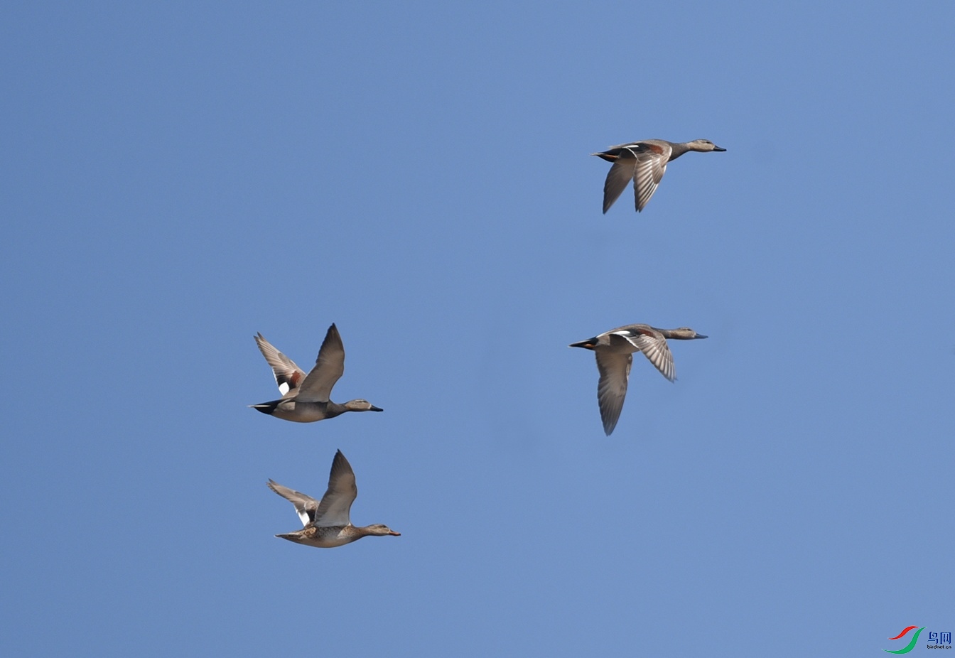 DSC_4622f.jpg