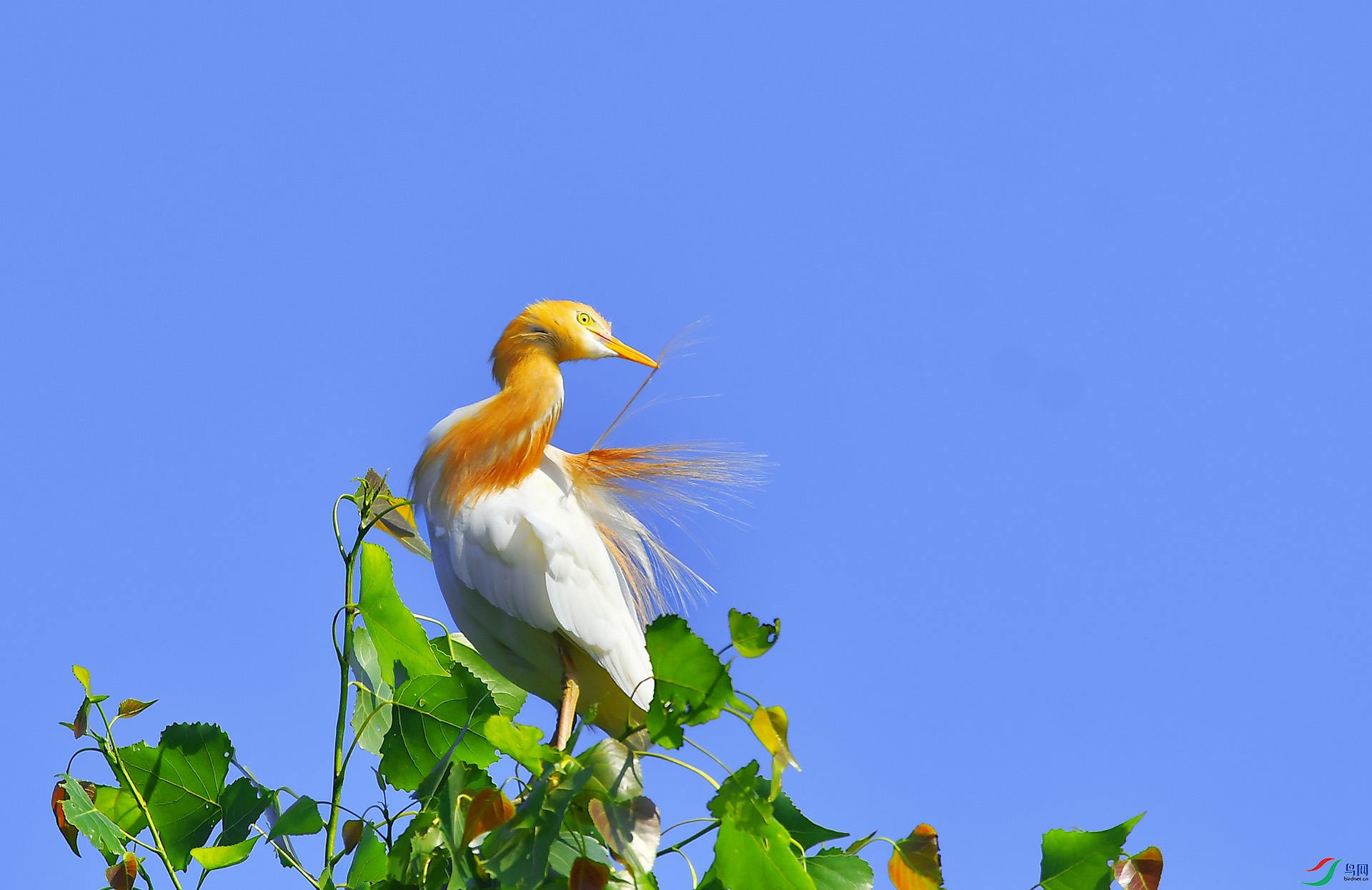 DSC_4424-1.jpg