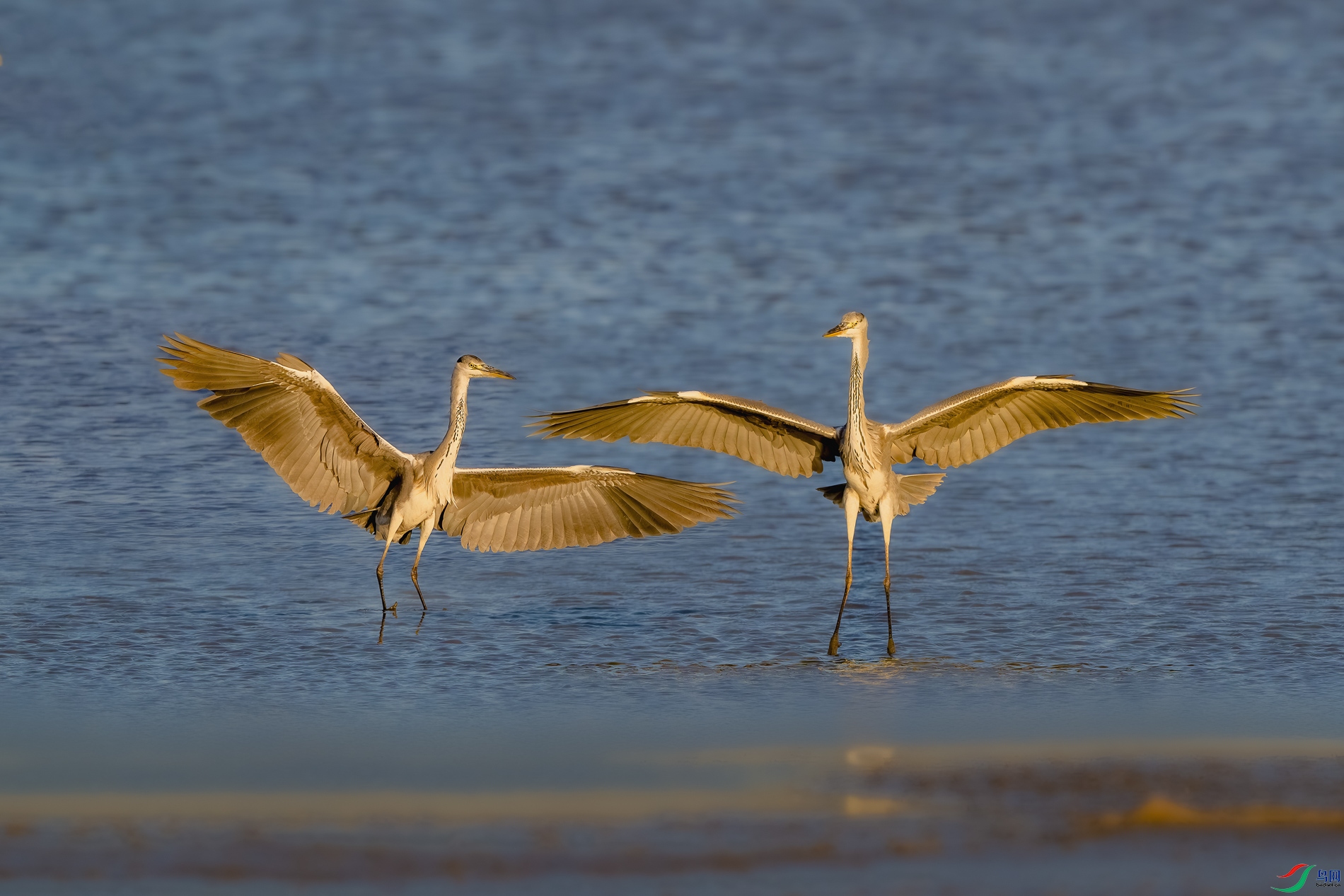 DSC_1290-����ǿ-NR ����.jpg