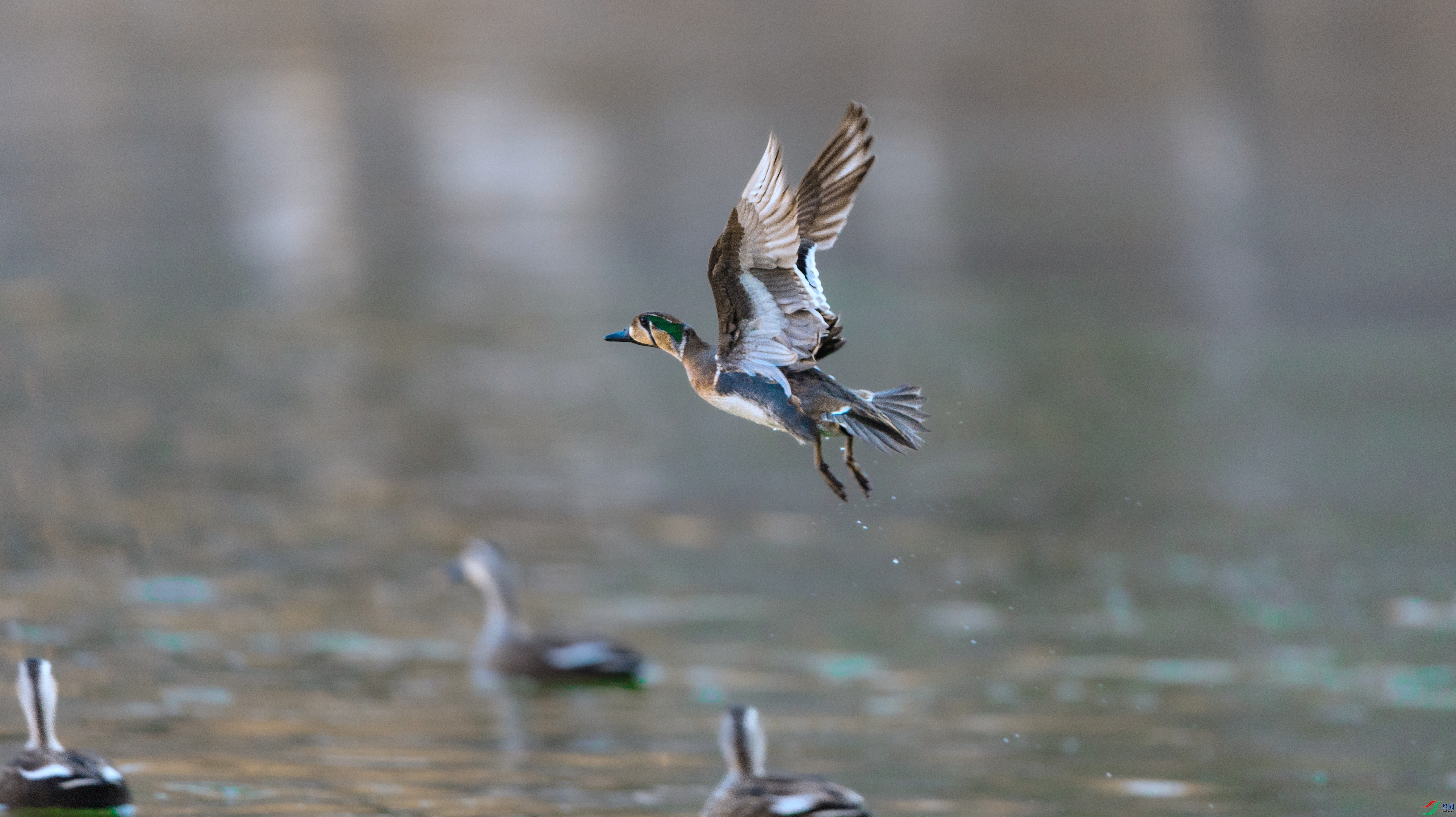 7X5A7461 ���� - ����.jpg