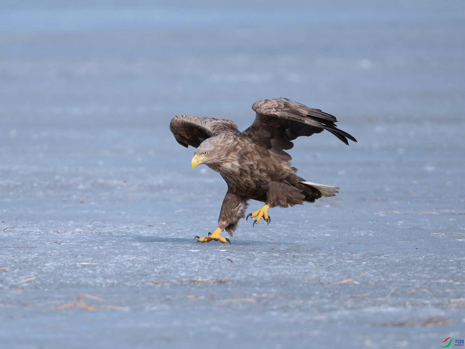 DSC_9276 ����_����.jpg