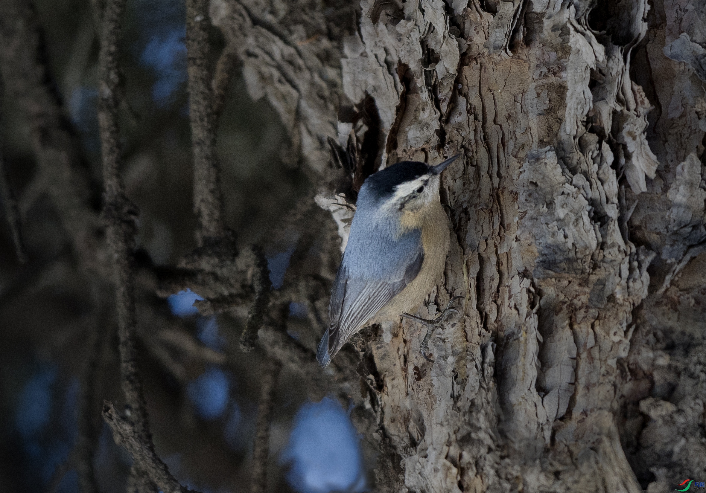 7X5A0008 ����.jpg