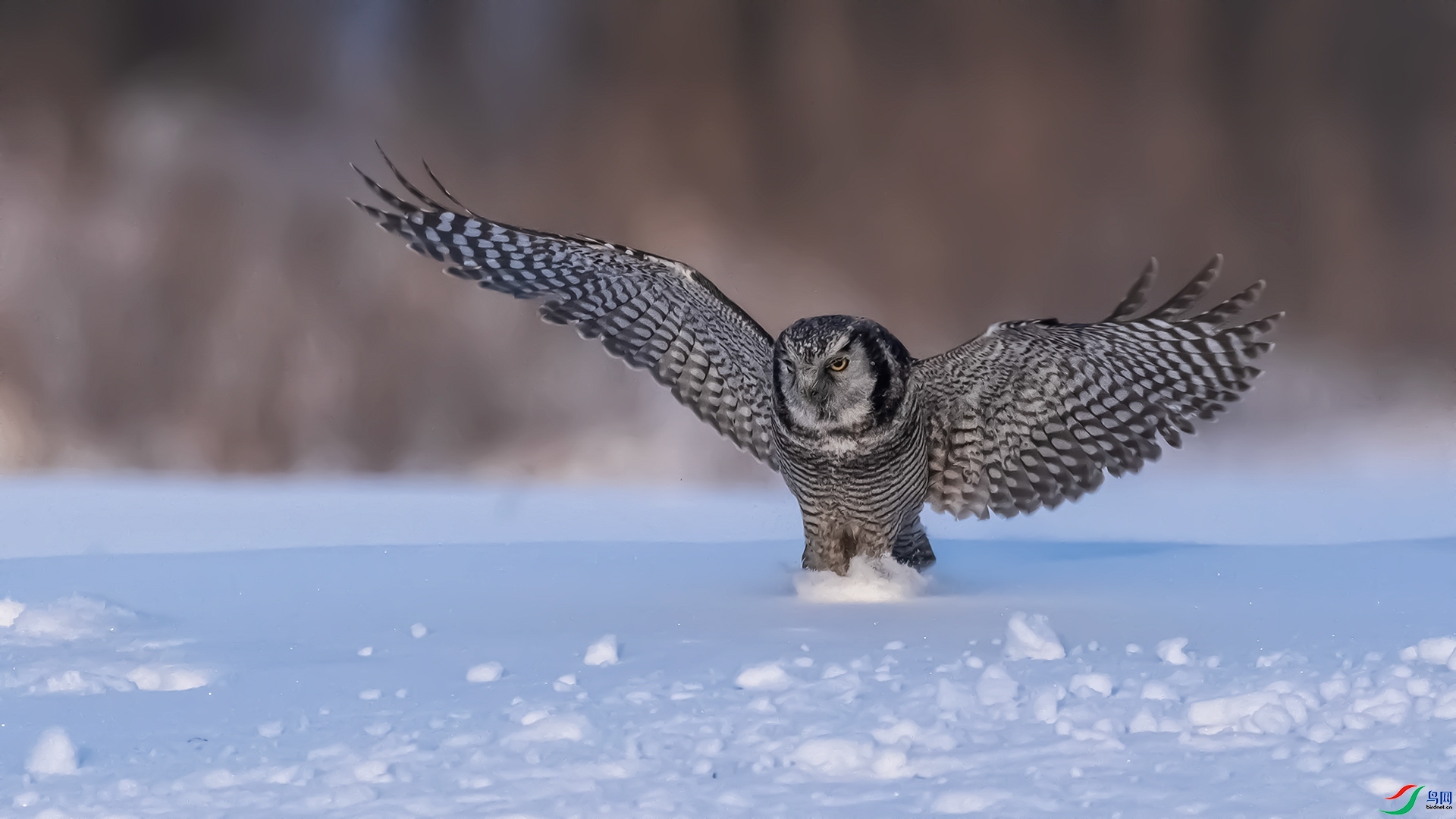 2.27 ��������ʦ��Ʒ  ���^  �ٻ�2024��2��27��������ҳ����.jpg