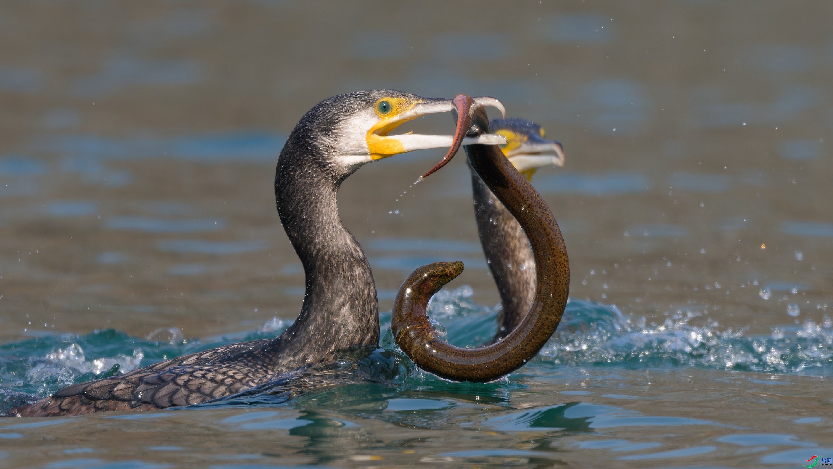 2.28 ESSE��ʦ��Ʒ  ��  �ٻ�2024��2��28�ջ�Ա��ҳ����.jpg