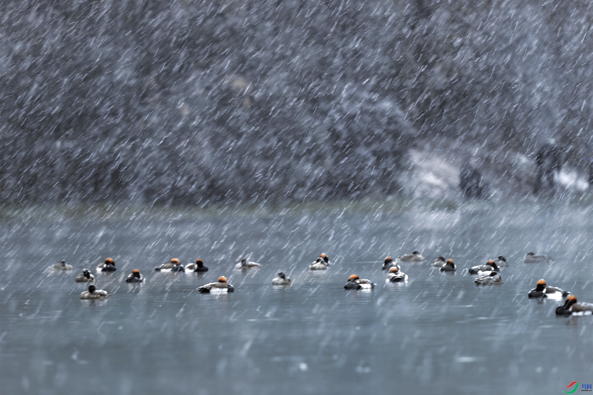 2.28 ���̲�����׺�����ʦ��Ʒ  ѩ�й���  �ٻ�2024��2��28��������ҳ����.jpg