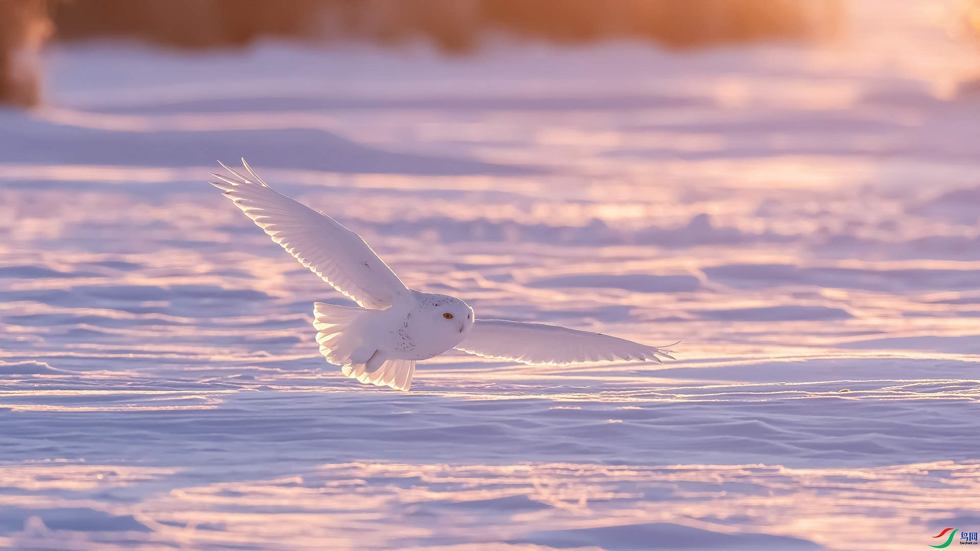 2.28 ��������ʦ��Ʒ  ѩ�^  �ٻ�2024��2��28��������ҳ����.jpg