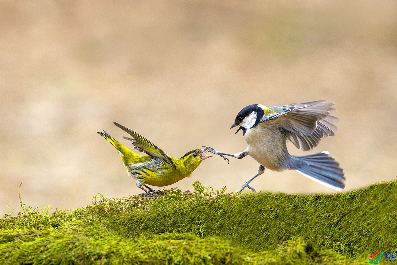 2.28 Ұâ��ʦ��Ʒ  ɽȸ���ȹ�  �ٻ�2024��2��28����Ӱʦ��ҳ����.jpg